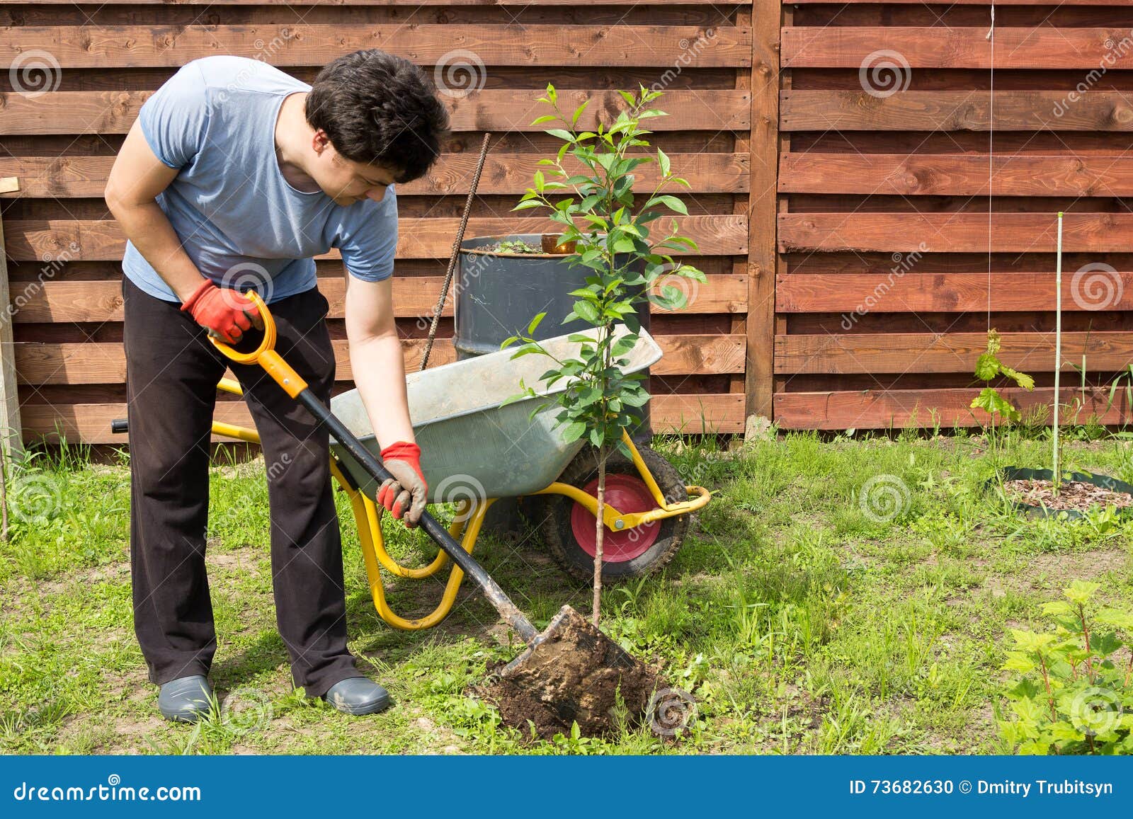 Man Plants a Cherry in Garden Stock Photo - Image of plants, hole: 73682630