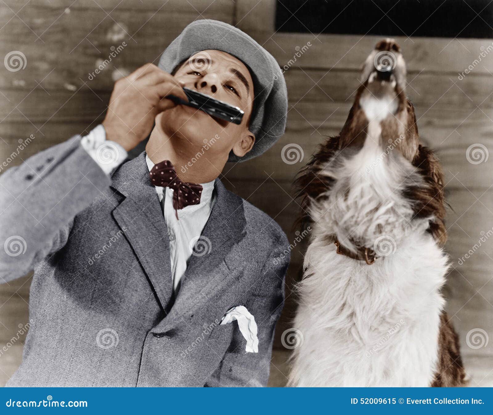 Man Playing Harmonica with Howling Dog Stock Image Image of adult