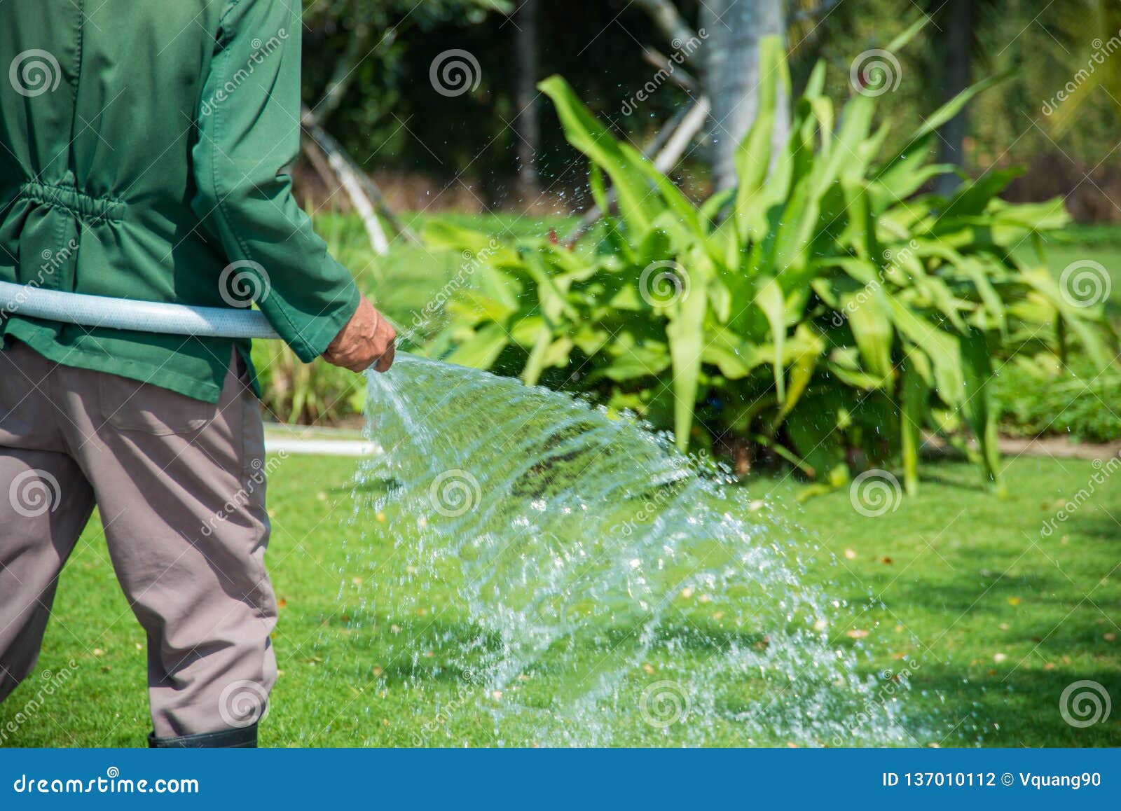 Man Pouring Grass with the Water Tap Stock Photo Image of agriculture
