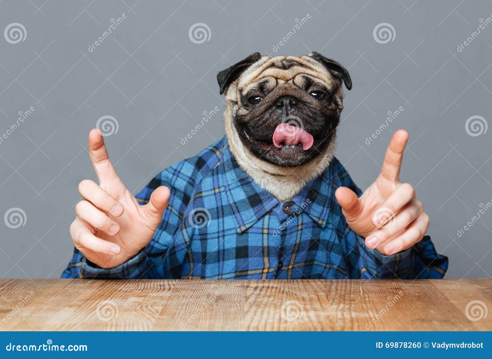 man-pug-dog-head-checkered-shirt-pointing-up-sitting-table-both-hands-over-grey-background-69878260.jpg