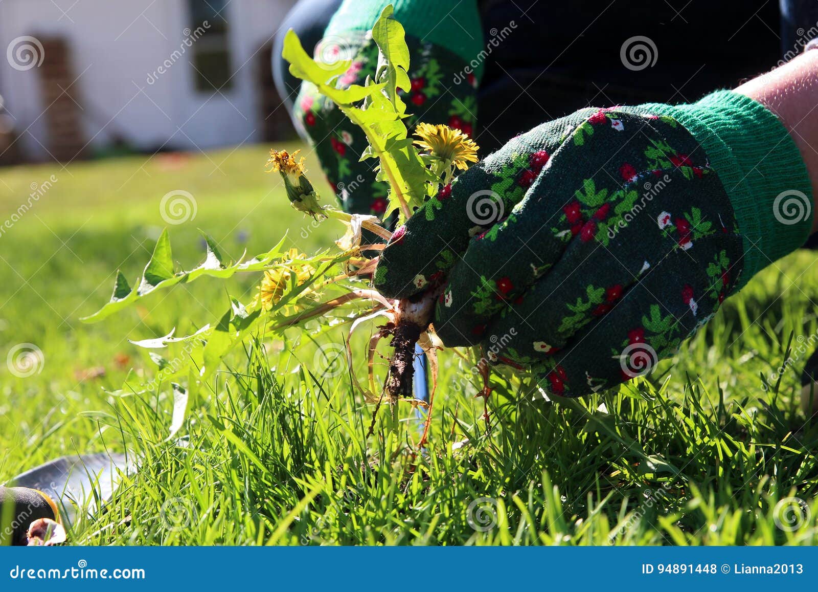 a man pulling dandelion / weeds out from the grass loan