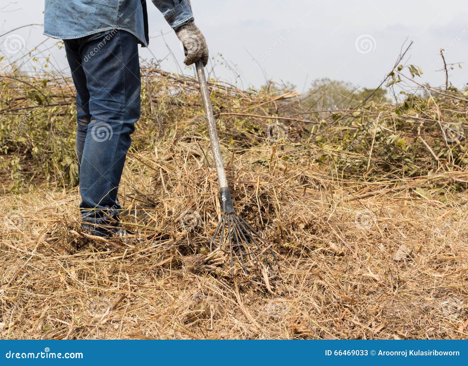 Man Rake Shoveling Dry Grass Stock Image Image of landscaping, lawn