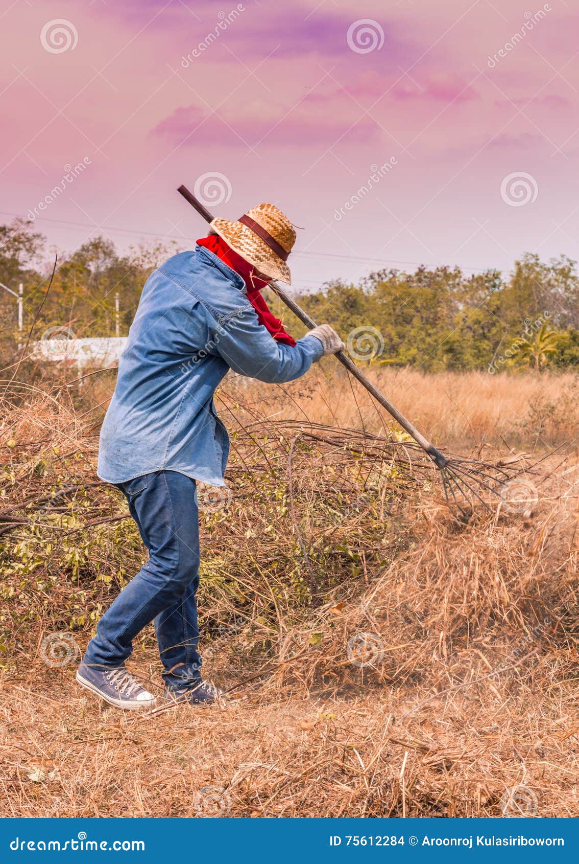 A Man Rake Shoveling Dry Grass in Evening Stock Photo Image of garden
