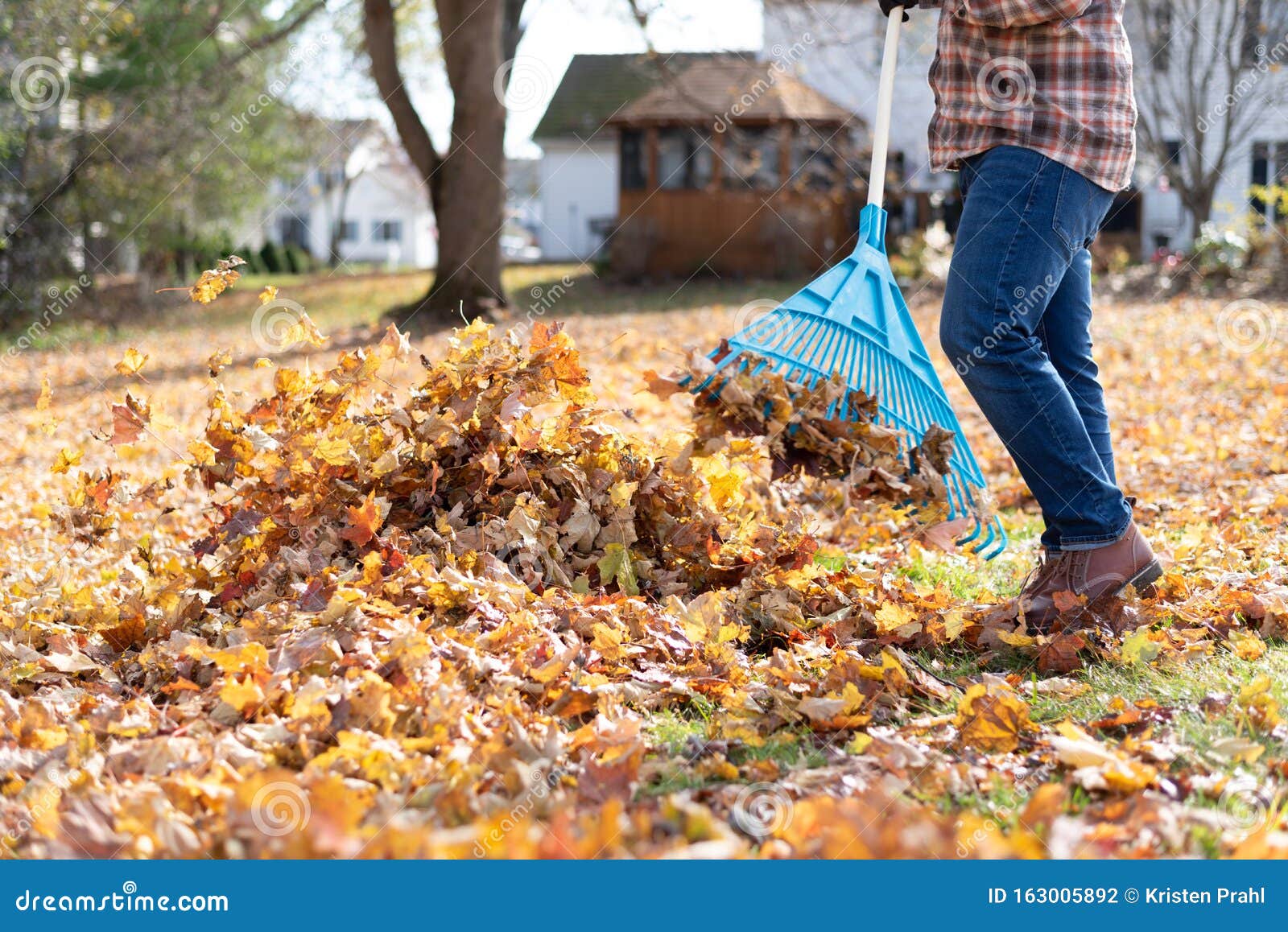 Man Raking Leaves in the Backyard in Autumn Stock Photo Image of