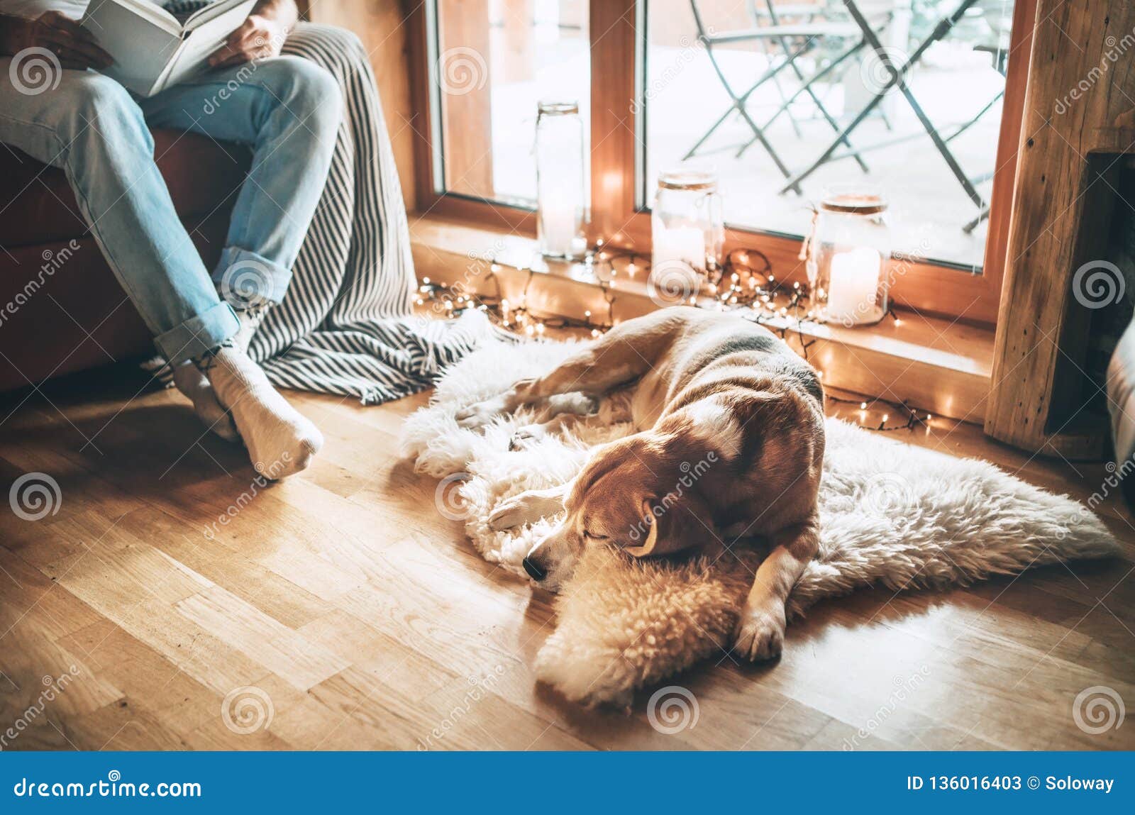 man reading book on the cozy couch near slipping his beagle dog on sheepskin in cozy home atmosphere. peaceful moments of cozy