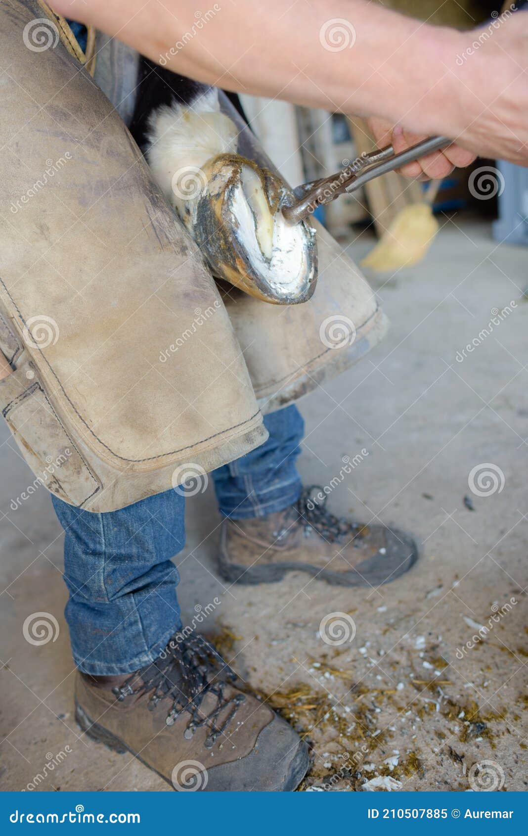Man removing horseshoe stock image. Image of duty, race 210507885