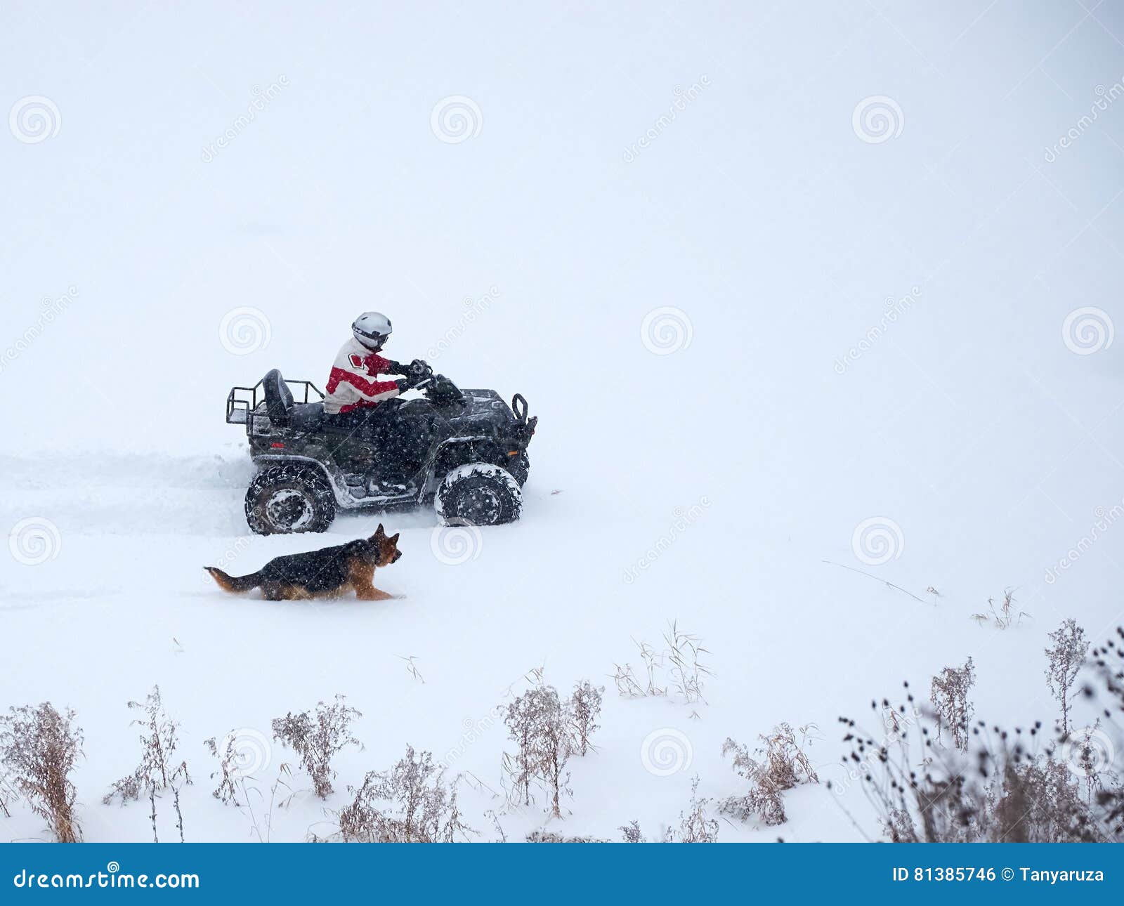 Man Riding ATV in the Winter with Dog Stock Photo Image of runs, home