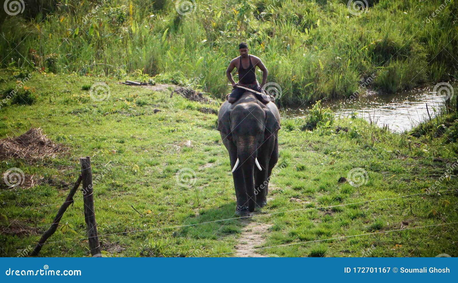 A Man Riding on Elephant Back Editorial Photography Image of wildlife