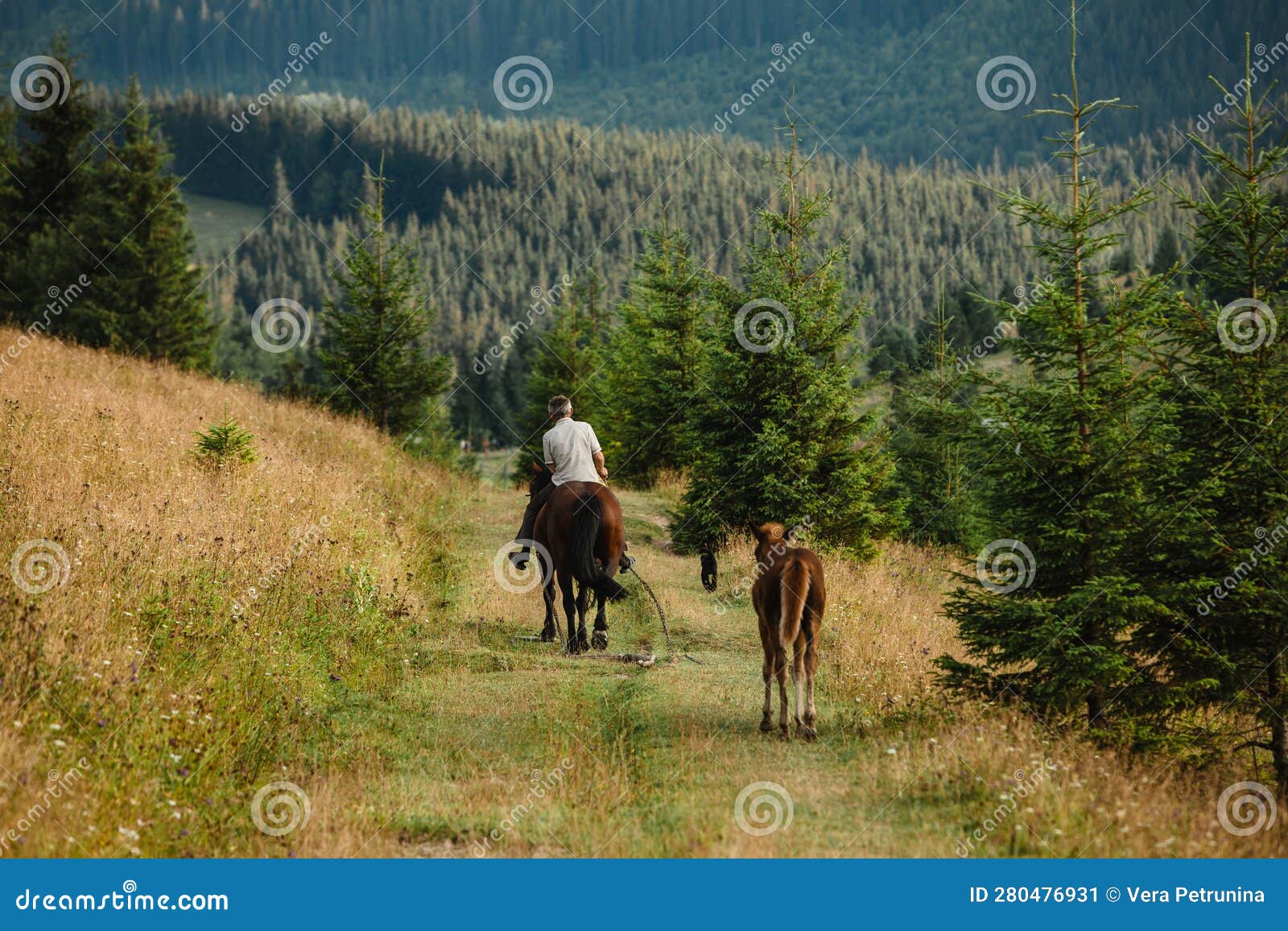 A Man is Riding a Horse, a Foal is Walking Next To Him Stock Image ...