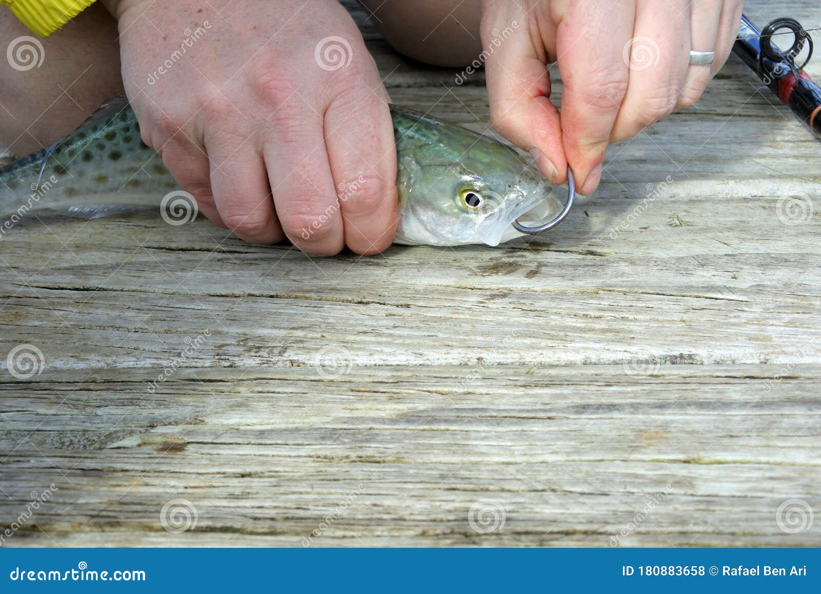 Man Rig a Live Bait on a Fishing Rod Stock Photo - Image of commercial,  boat: 180883658