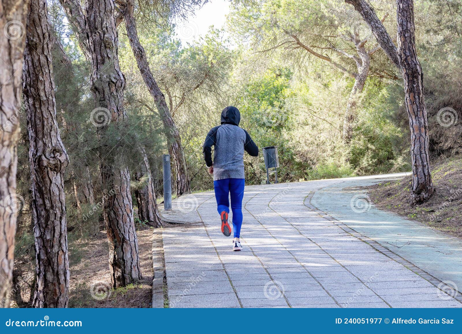 Man Running on a Path between Pine Forests Stock Image Image of