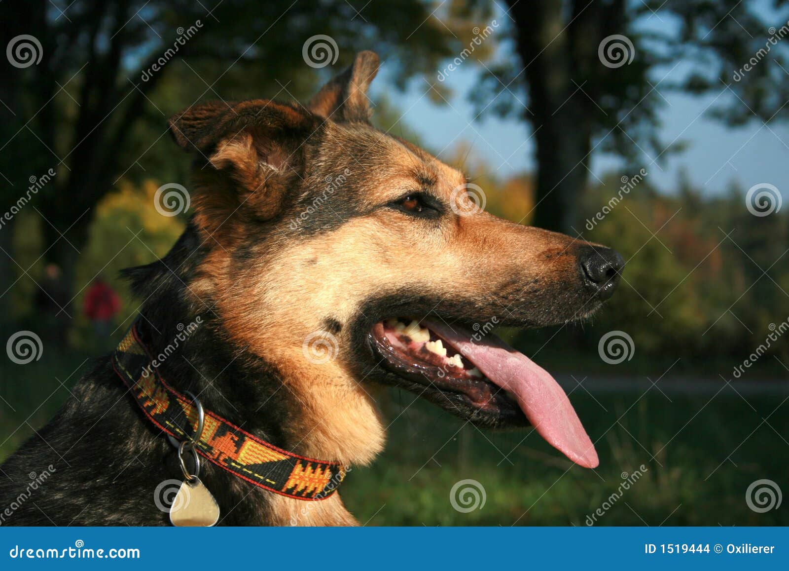 Man s best friend stock photo. Image of pant, alsatian 1519444