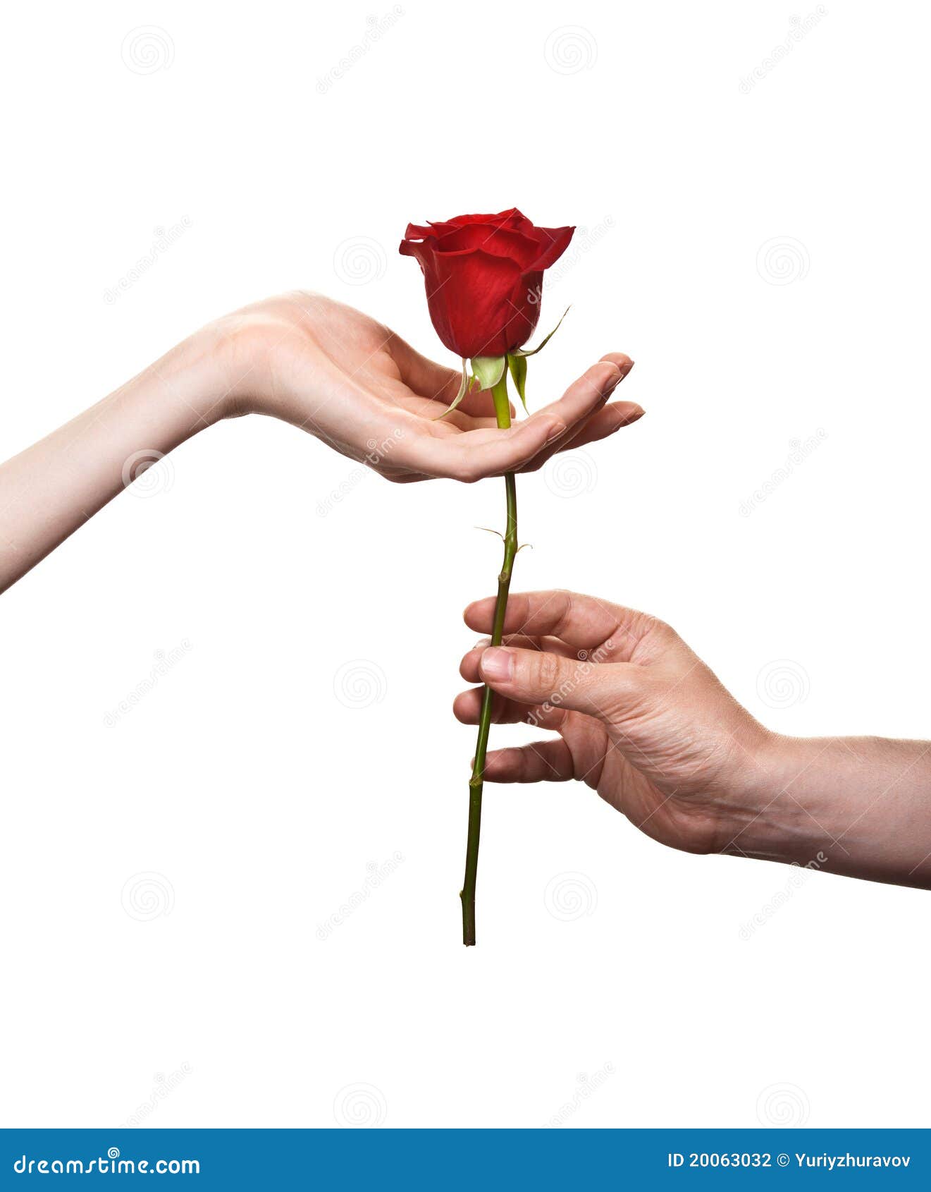 Woman Posing against a Red Rosebush · Free Stock Photo