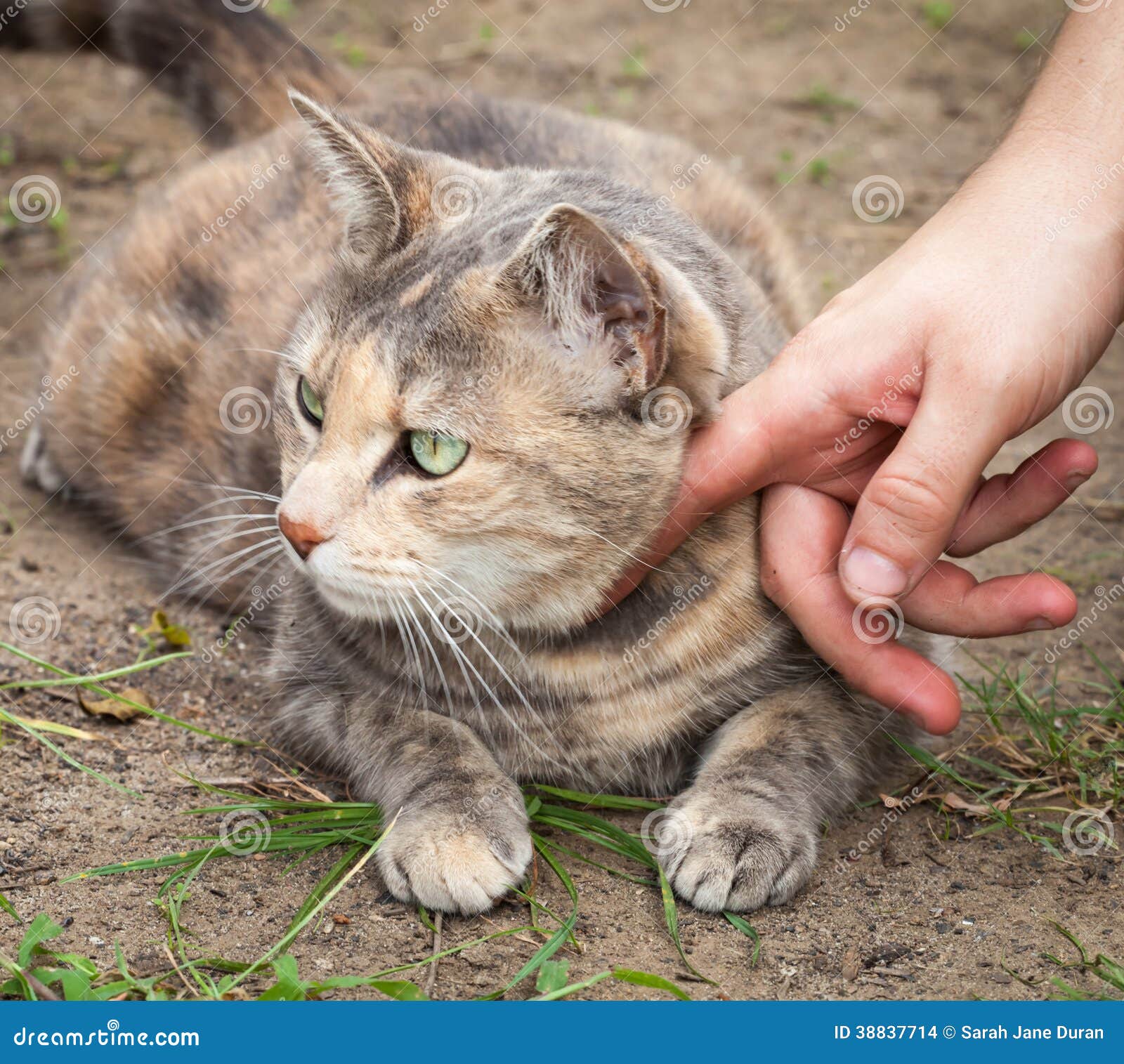 grey ginger cat