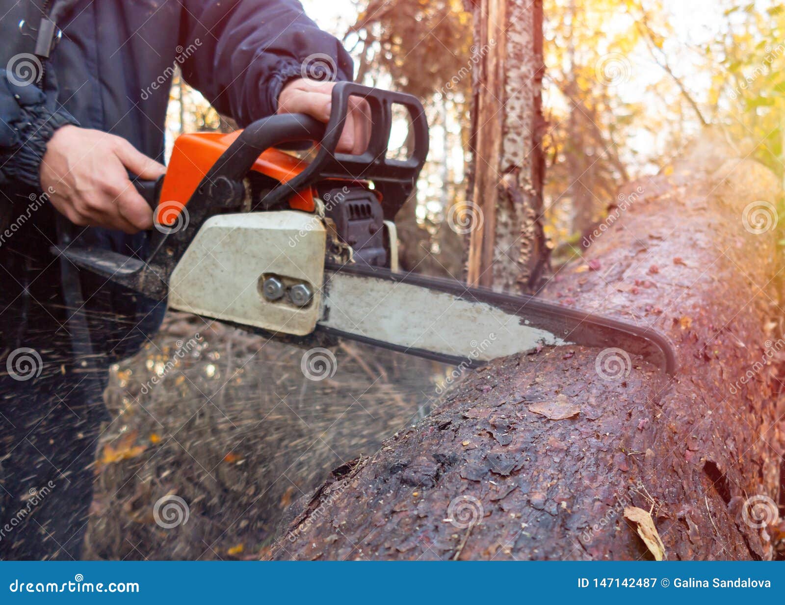 Man Saws a Chainsaw Thick Log in the Forest Stock Image Image of male