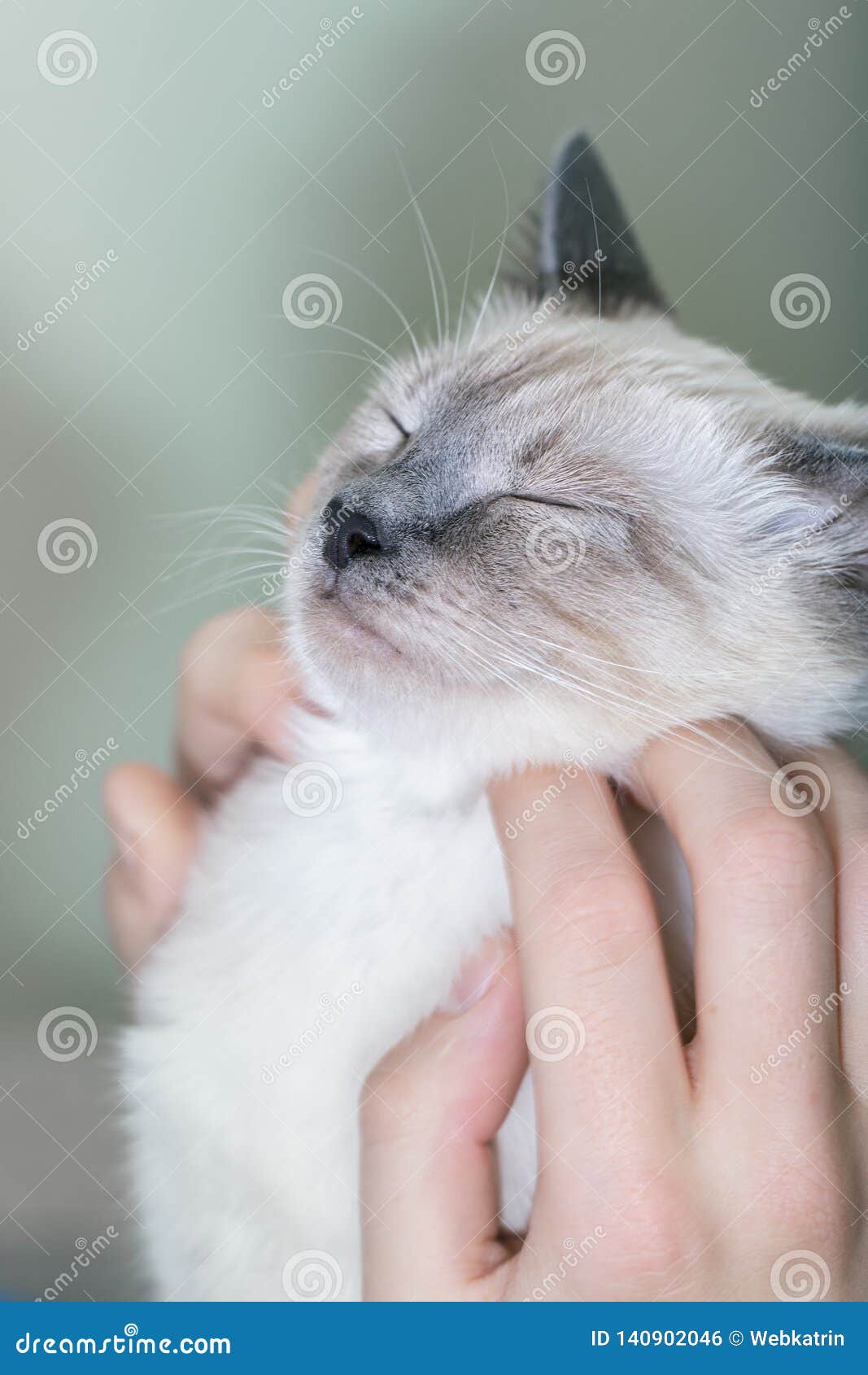 A Man Is Scratching His Face Bright Kitten Stock Photo Image Of