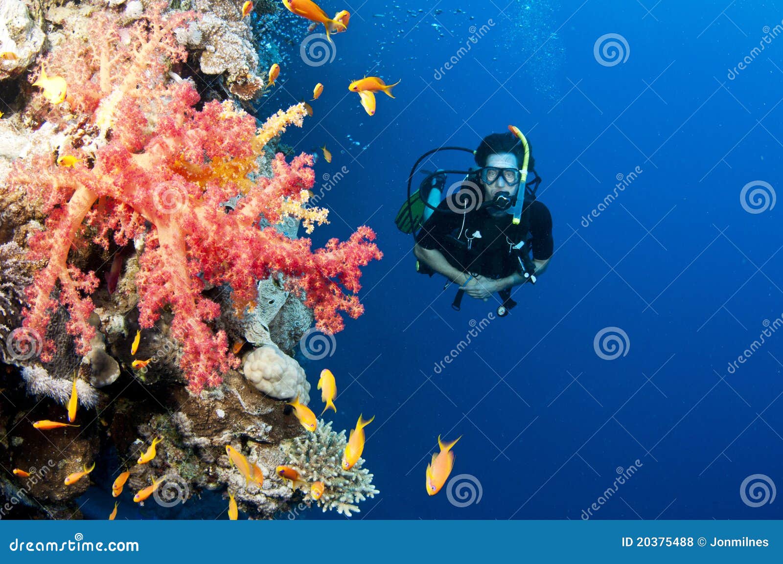 Man Scuba Diver and Red Coral Stock Photo - Image of fish, tourism ...