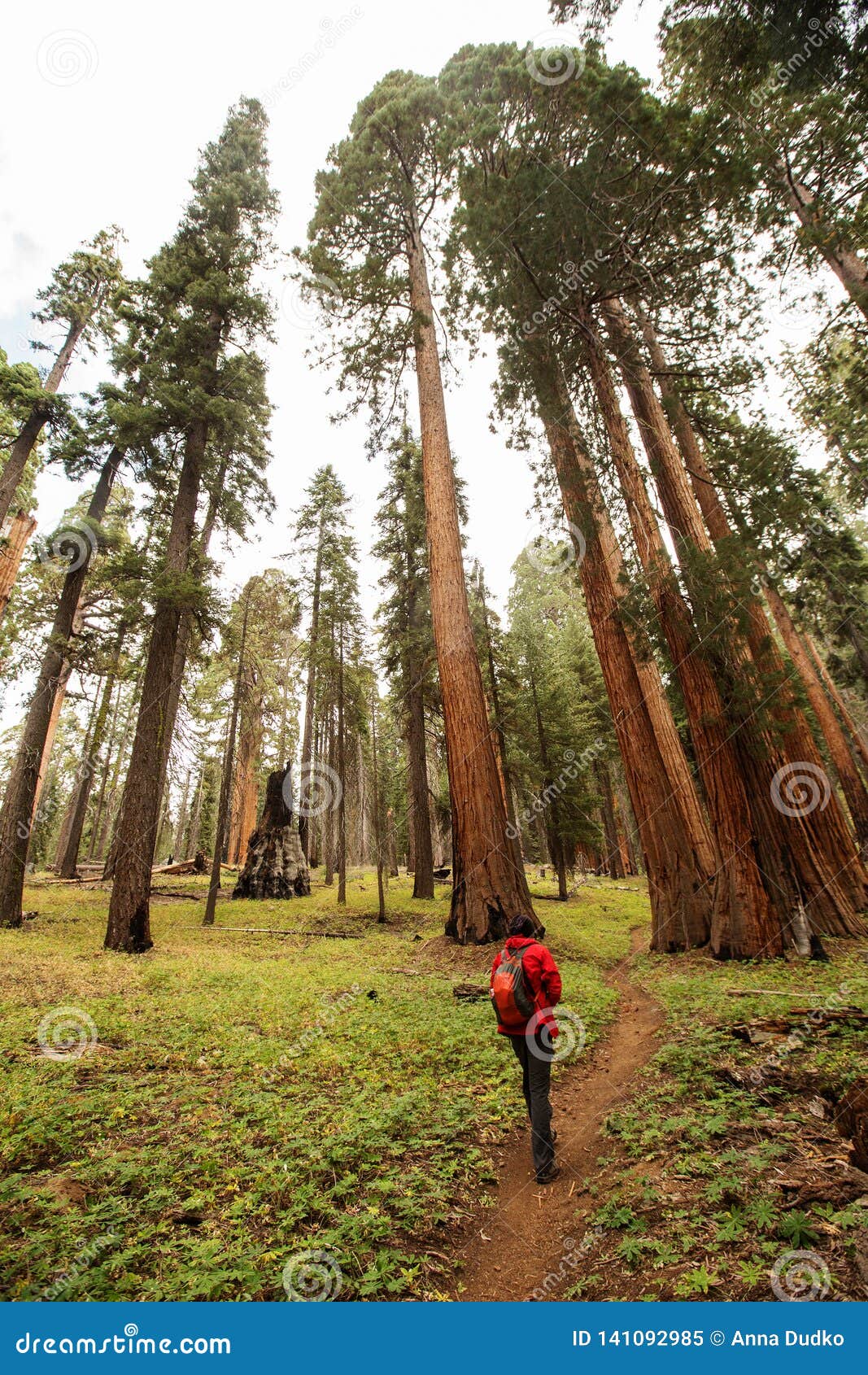 man in sequoia national park in california, usa