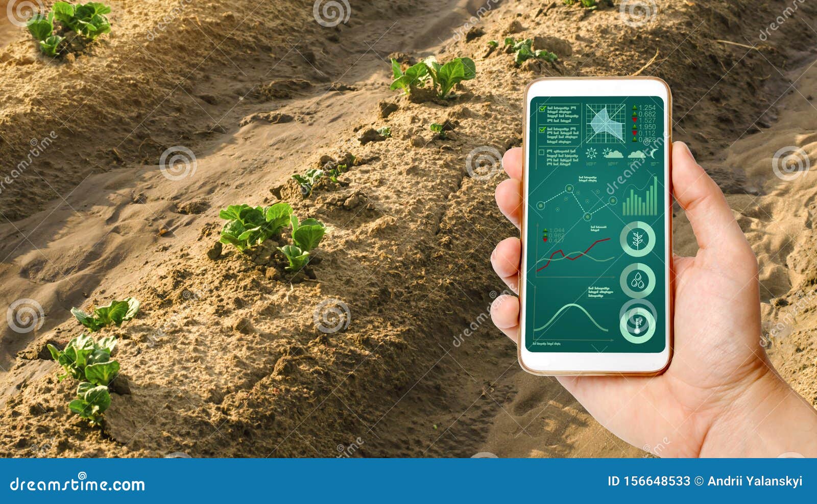 a man with a smartphone analyzes state young sprouts of potatoes. planting potato plantations. protection from pests. agribusiness