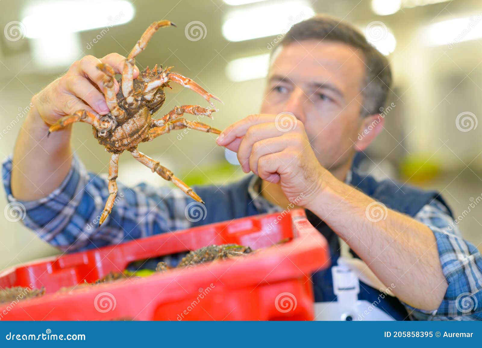 Man sorting out crabs stock image. Image of size, seafood 205858395