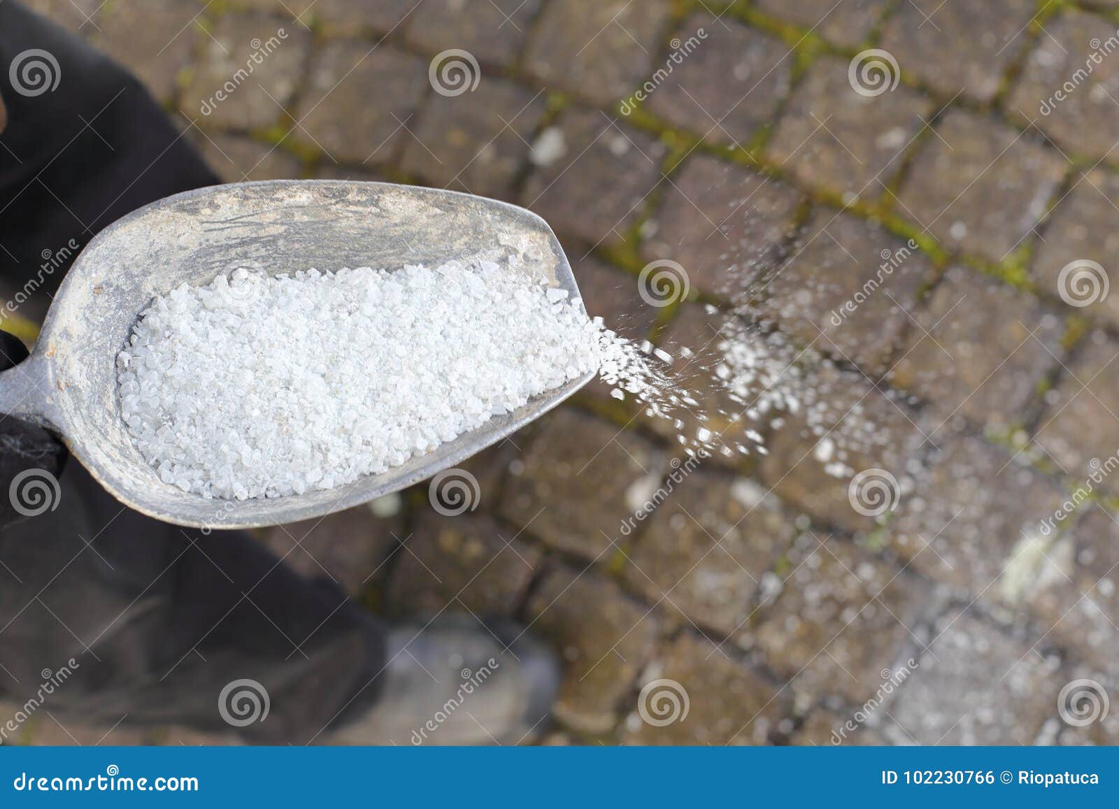 Man Spreading Deicing Salt on a Path in Winter Stock Photo Image of
