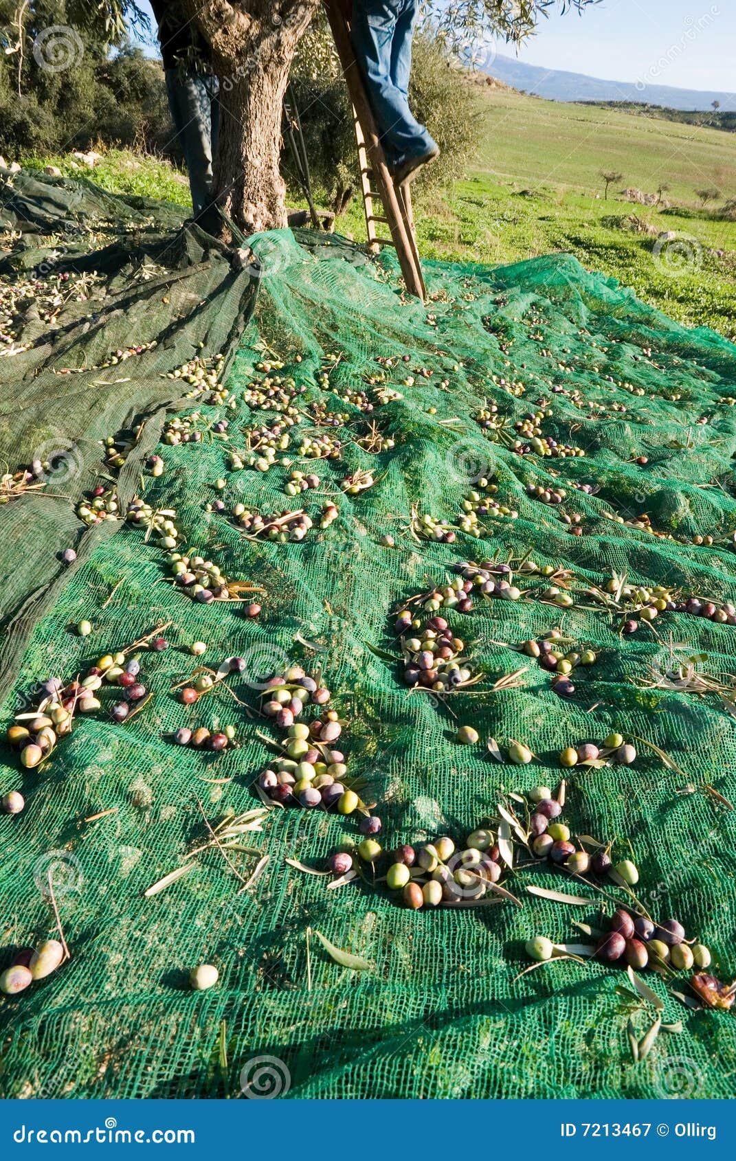 Man with Stair Harvesting Olives on Tree Stock Image Image of