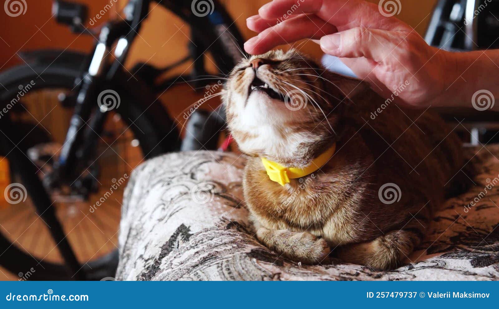 Man Stroking Cat on Head. Concept of Pet Care at Home. Stock Video