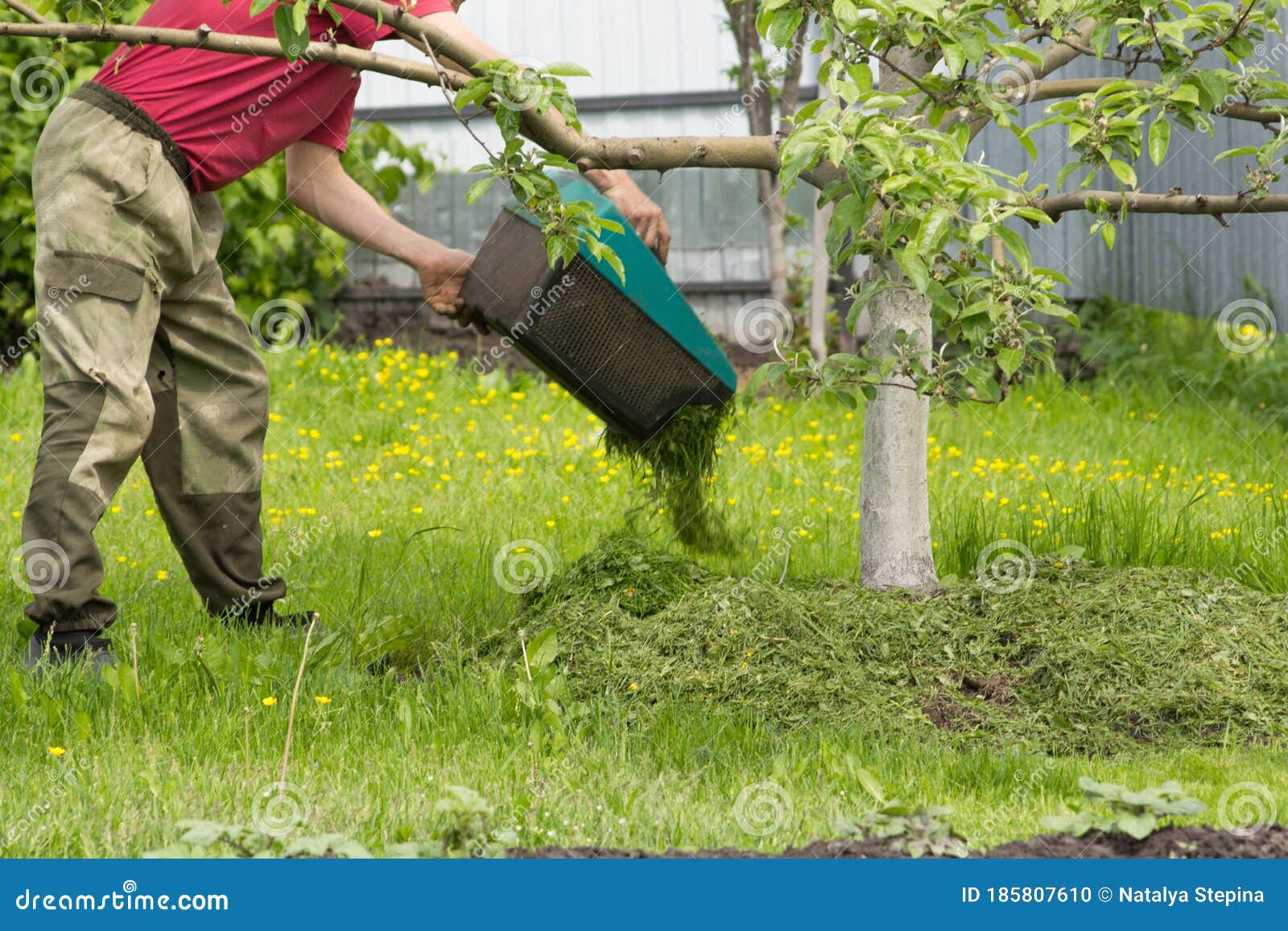 A Man Sucks from a Grass-mowing Lawnmower Grass Under an Apple Tree for ...