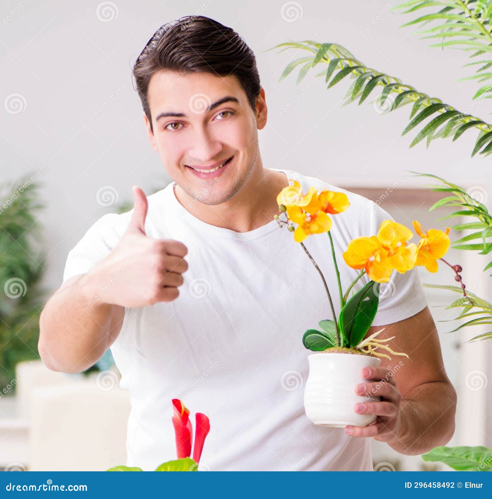 Man Taking Care of Plants at Home Stock Photo Image of flower