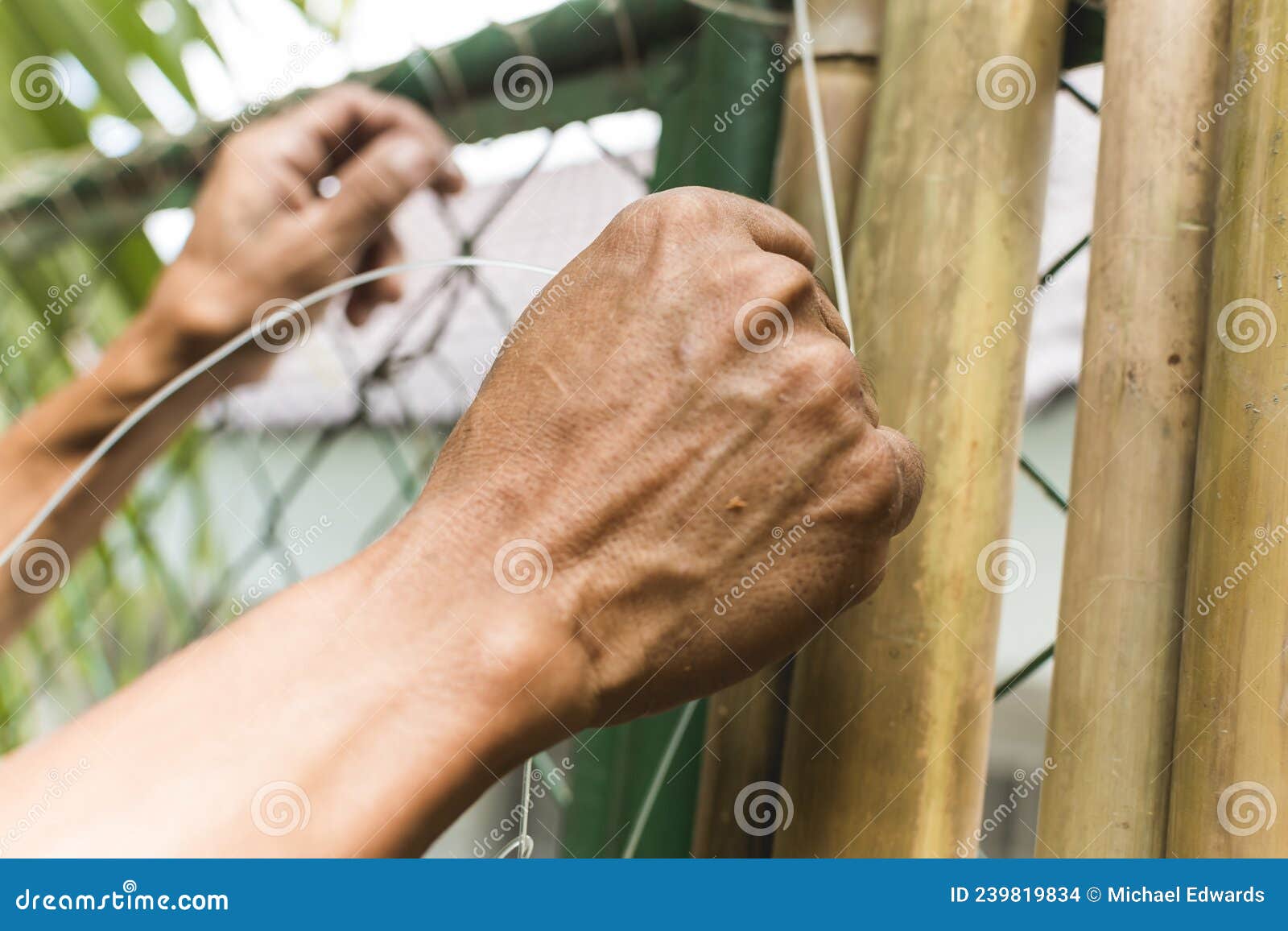 A Man Ties Together Split Bamboo Poles with Nylon String, Affixing it To a  Chain Link Fence To Cover it. Home Renovation and Stock Photo - Image of  boundary, improvement: 239819834