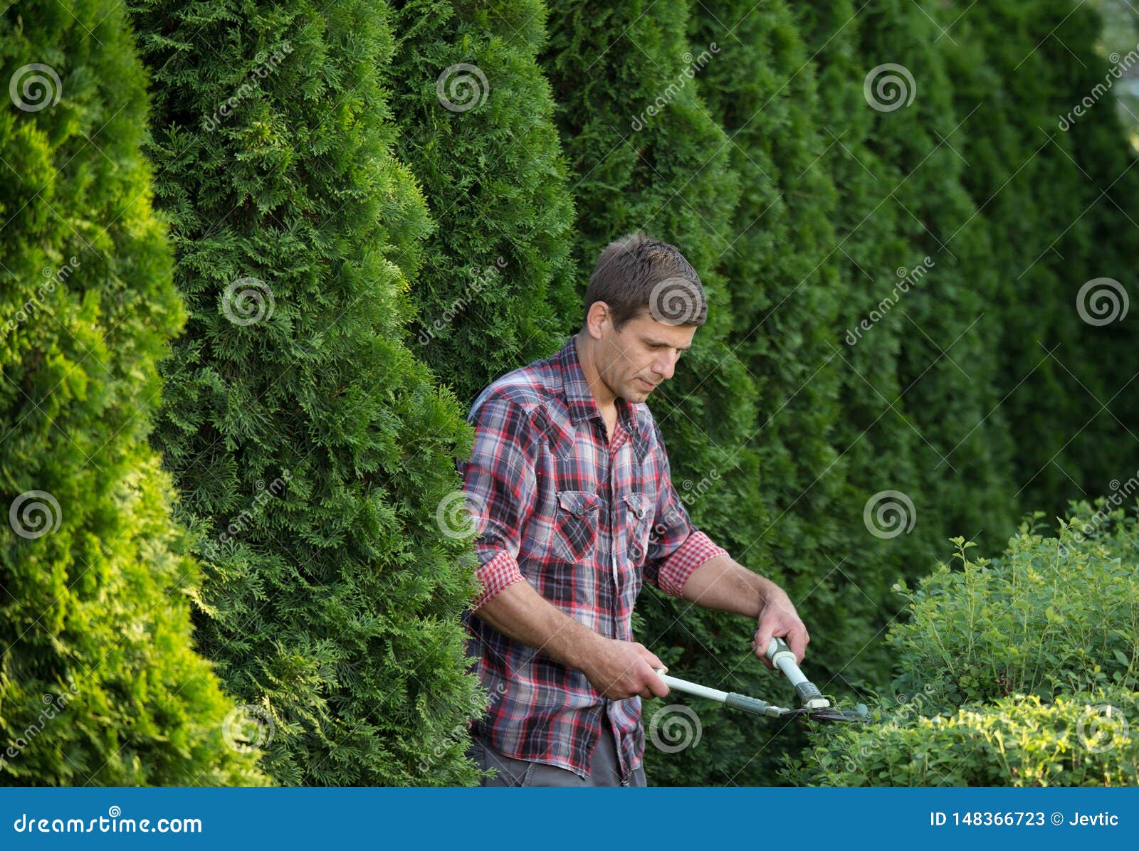 Man Trimming Bushes in Garden Stock Image Image of botanic, landscaping 148366723