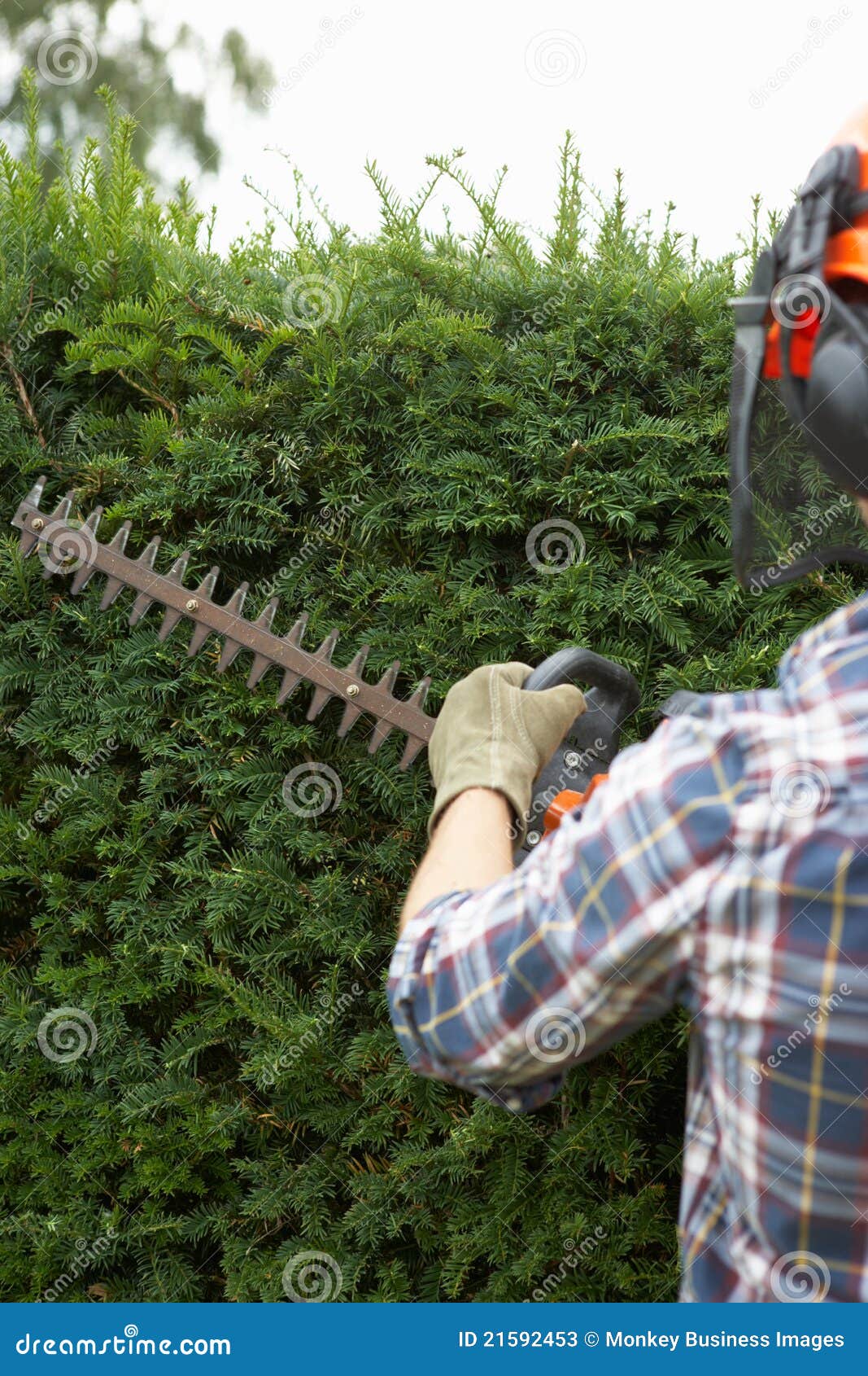 Man trimming hedge stock image. Image of cutting, hedge 21592453