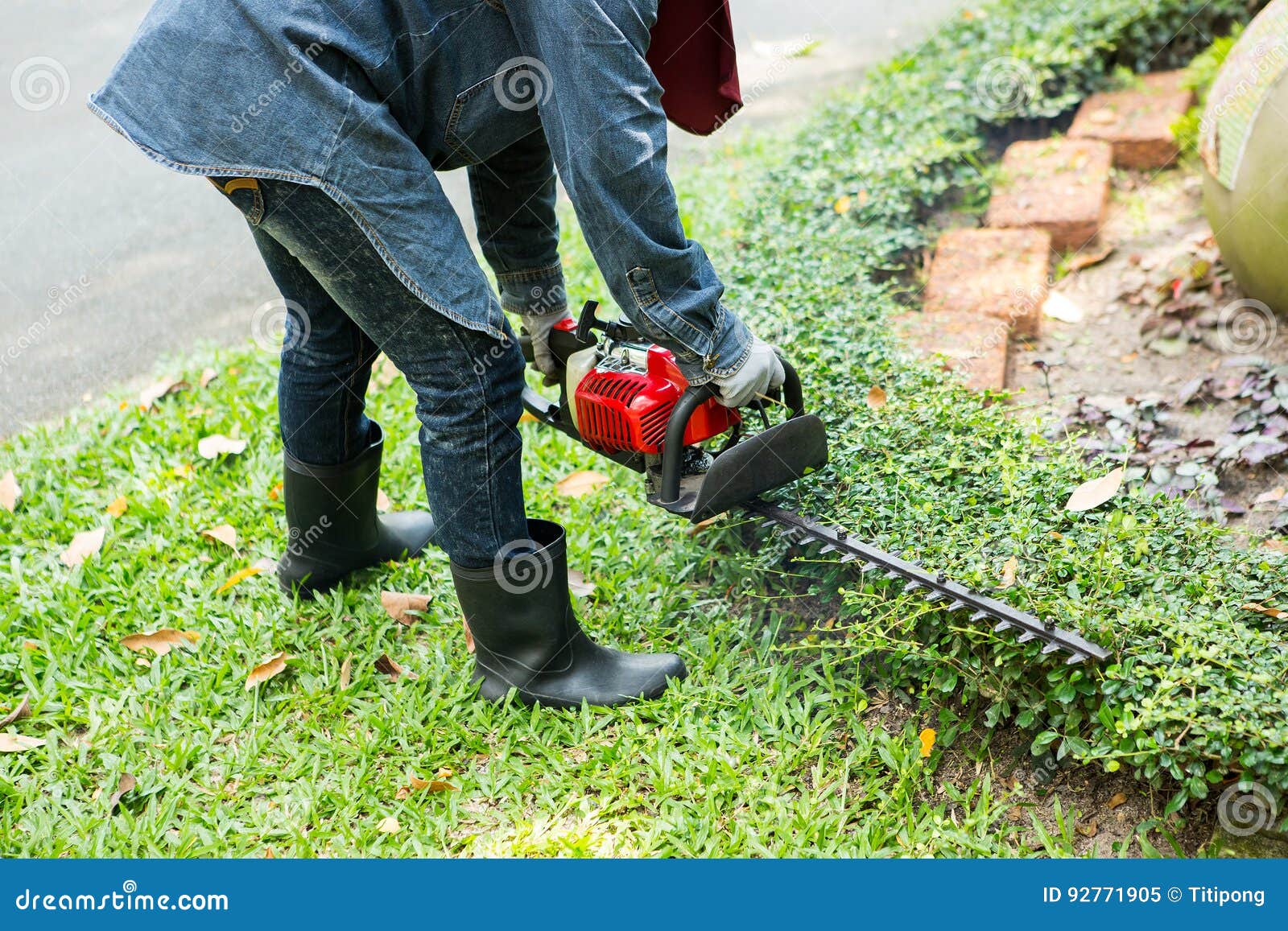Man Trimming Hedge with Trimmer Machine Stock Image Image of green