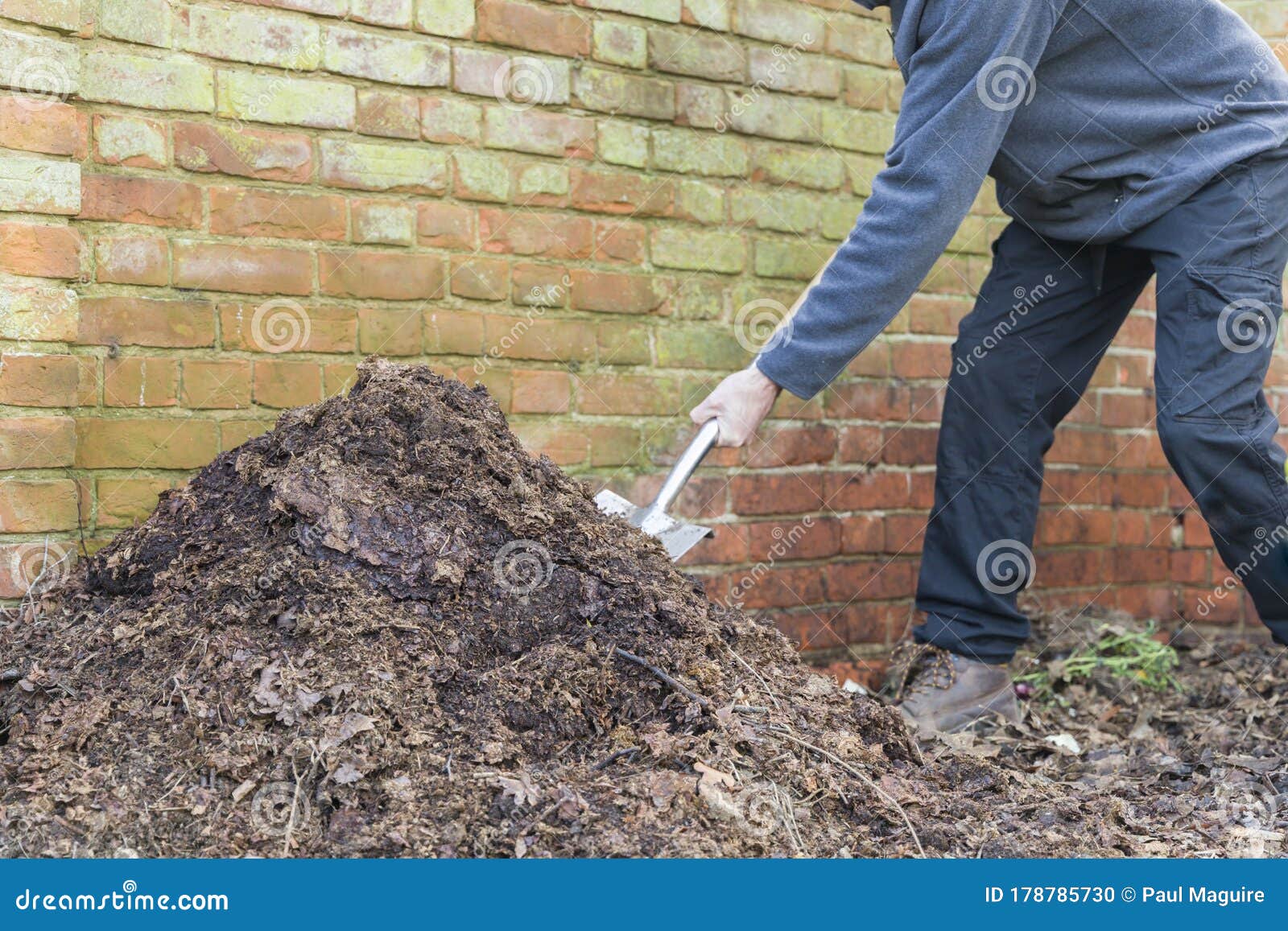 Man Turning a Compost Heap in a Garden, UK Stock Photo Image of