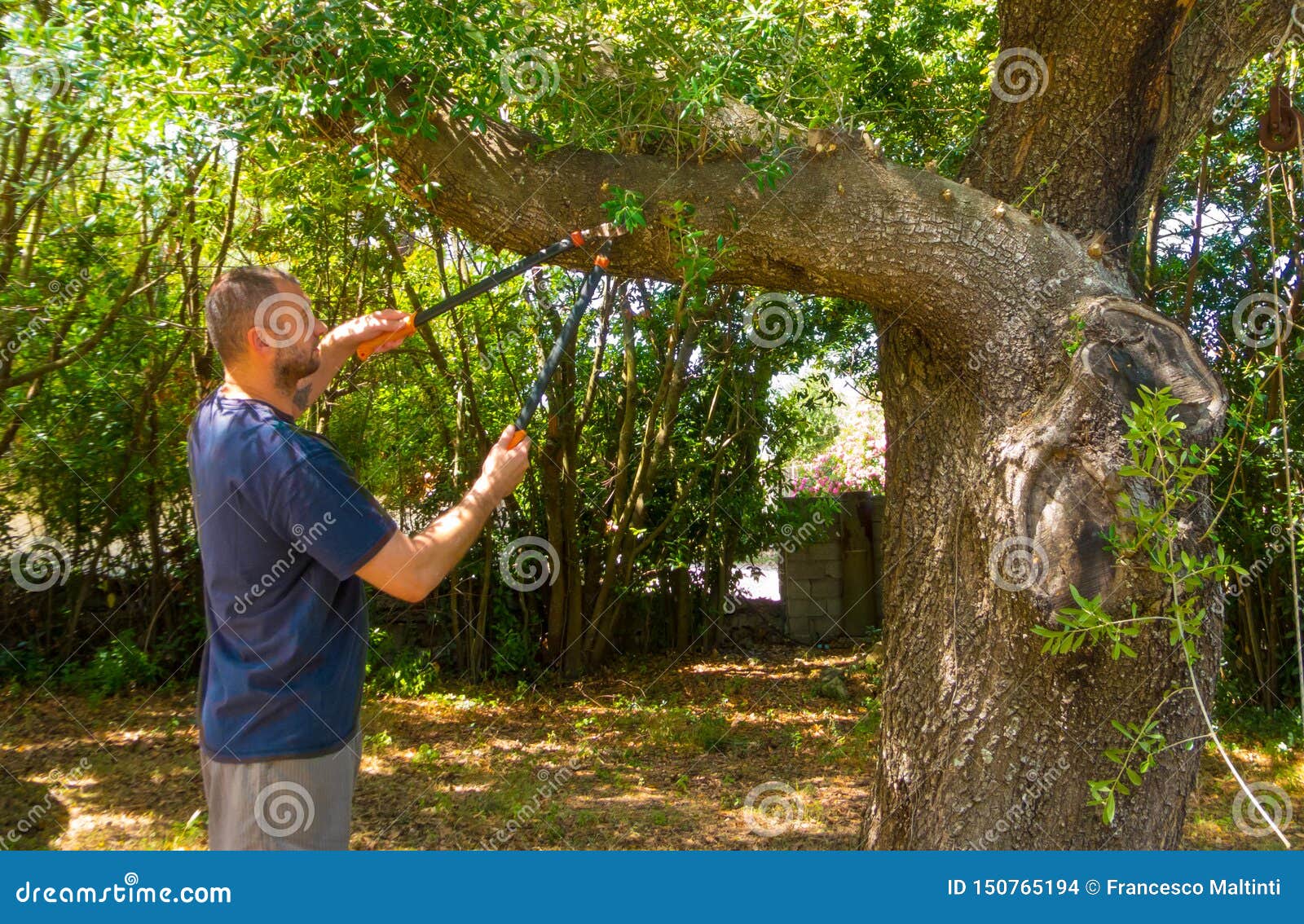 Man Uses the Shears in a Garden Stock Photo Image of leaf, closeup