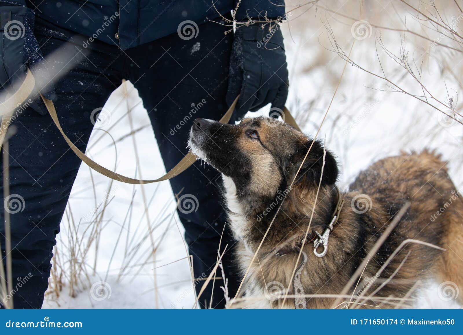 Man Volunteer with Stray Dog Outdoors. Concept of Volunteering and