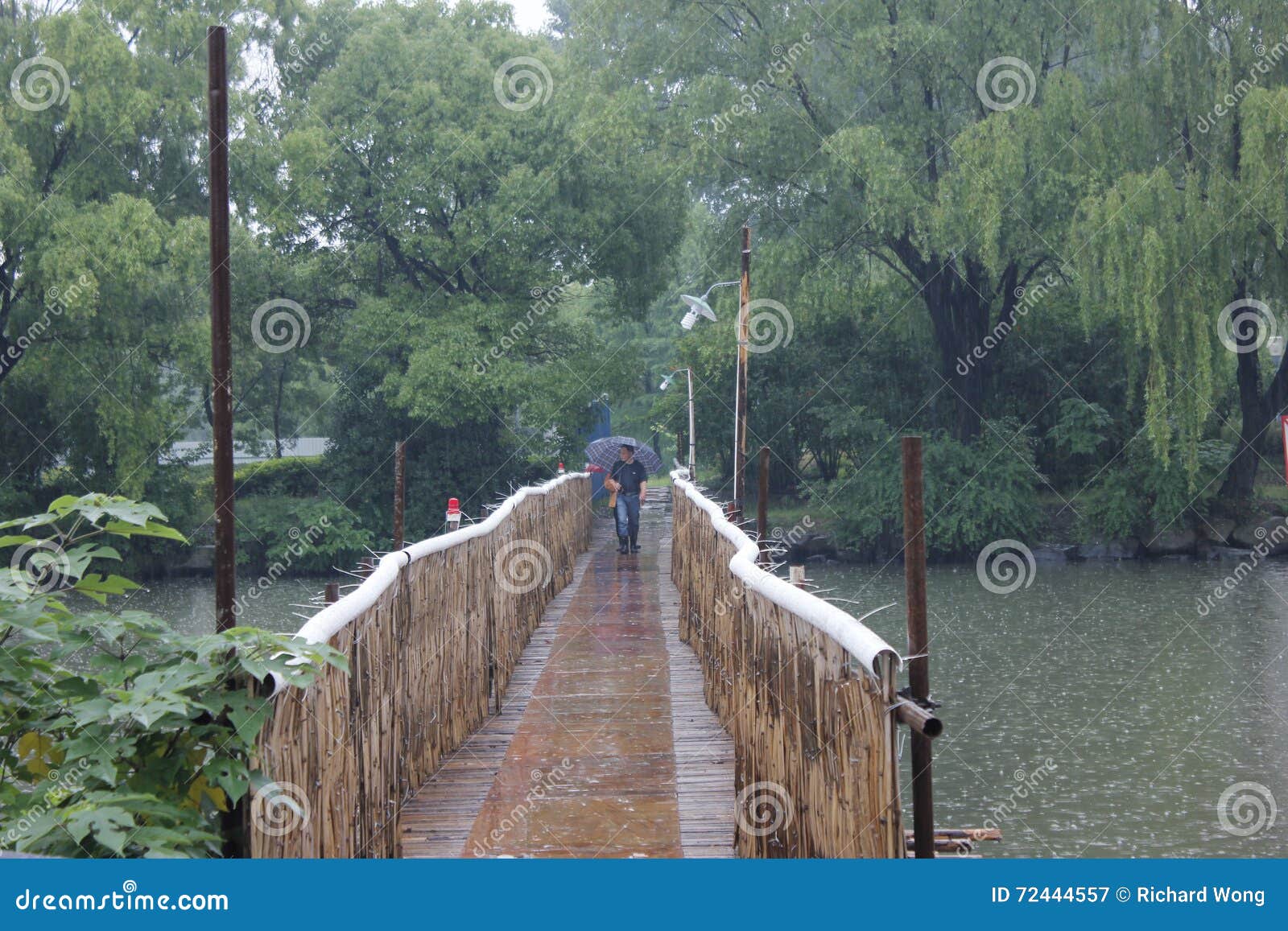 A Man Walking Across Bamboo Bridge in the Rain Editorial Photography
