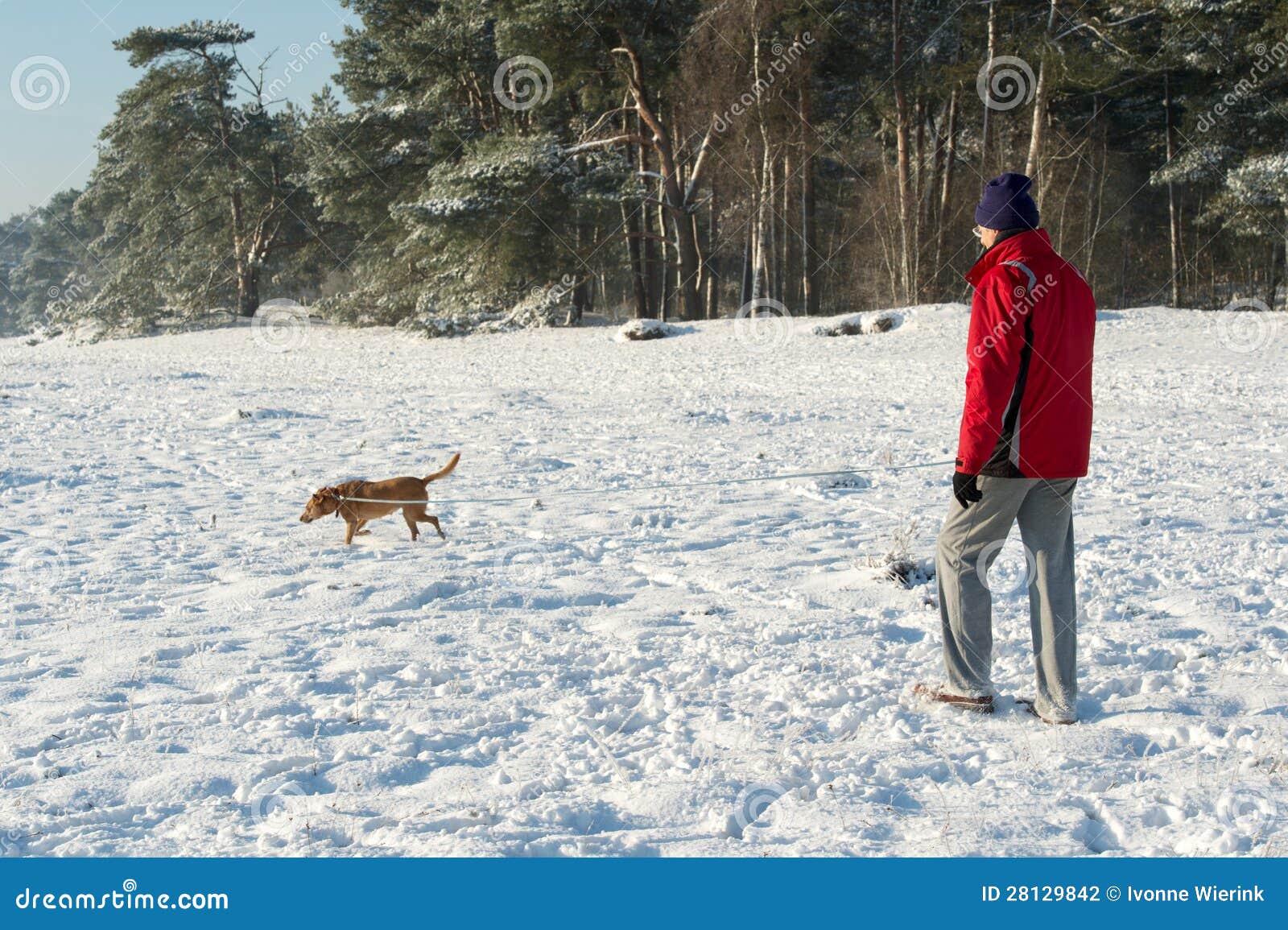 Man Walking with Dog in Snow Stock Photo Image of dutch, landscape