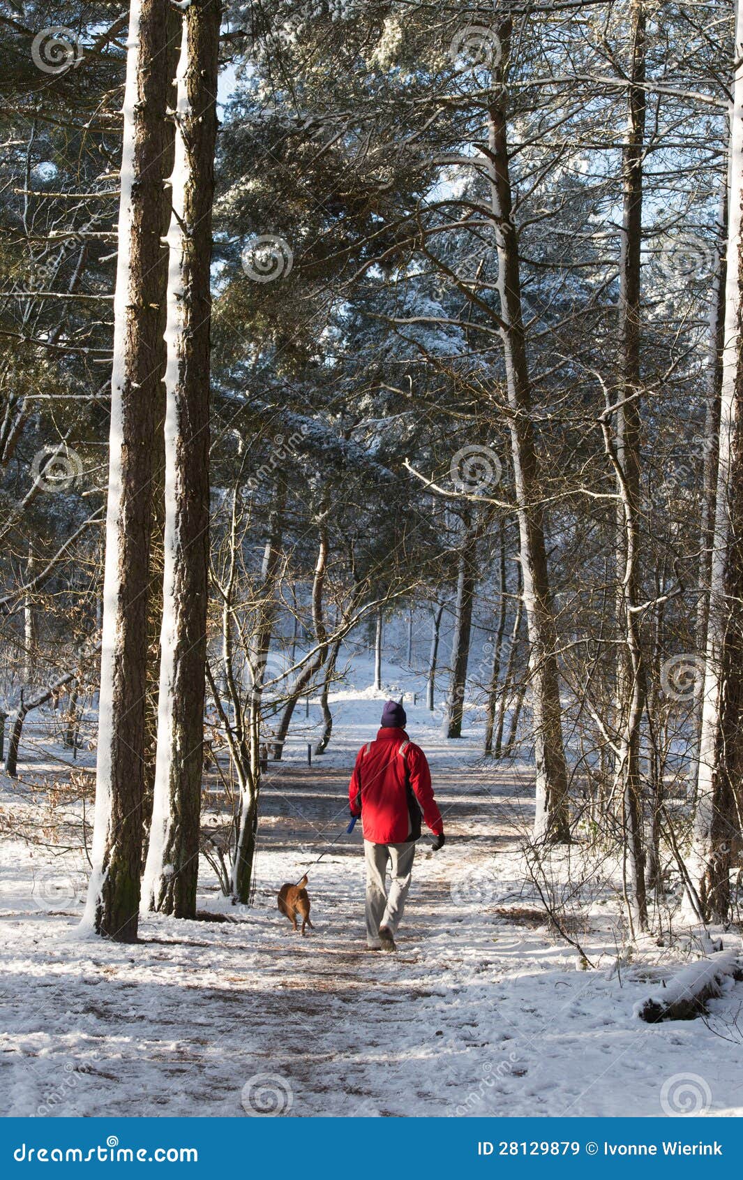 Man Walking with Dog in Snow Stock Image Image of snowing, coat 28129879