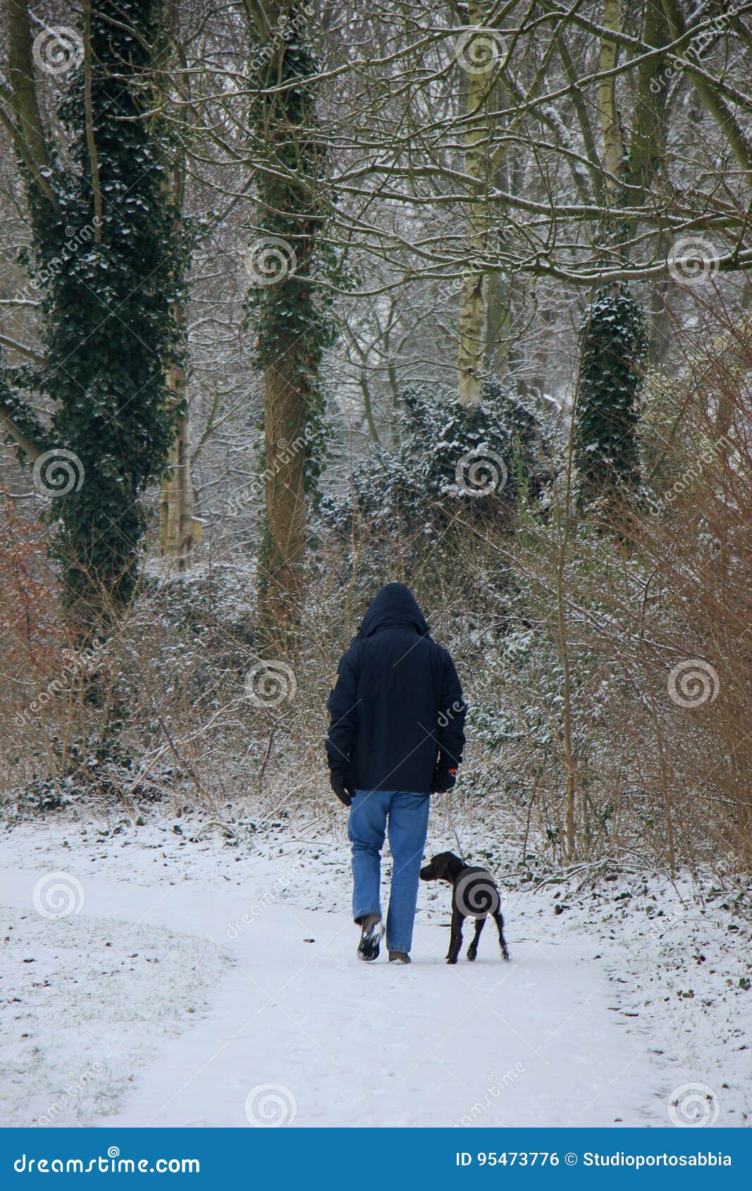 Man walking dog in snow stock photo. Image of shorthaired 95473776