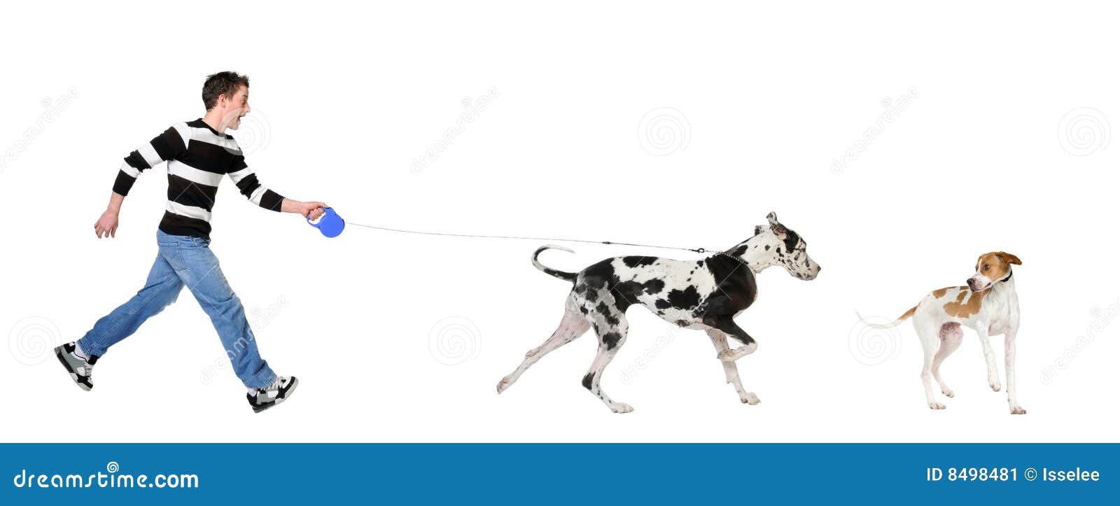 man walking his dog (great dane 4 years)