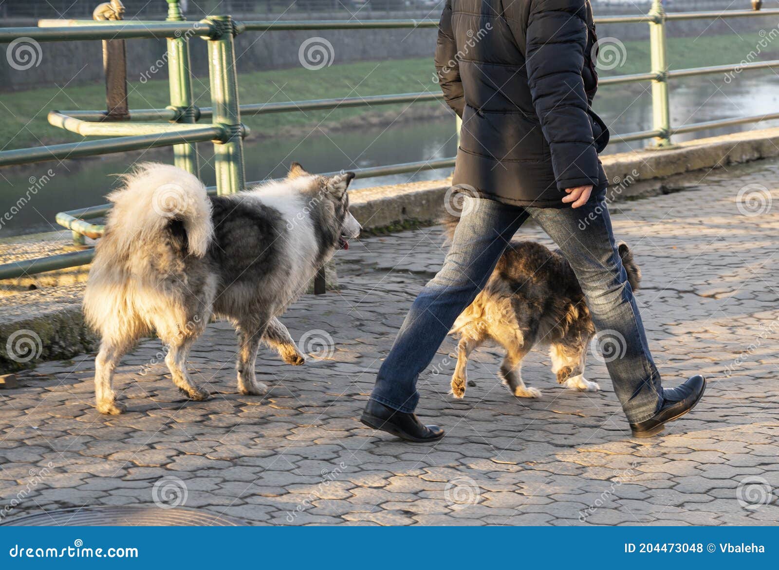 Man Walking His Dogs Off a Leash Stock Photo Image of dogs, love