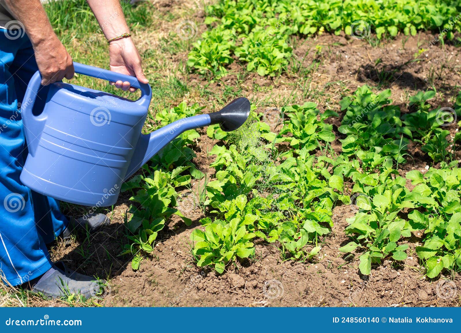 A Man is Watering a Vegetable Garden with a Watering Can. Growing