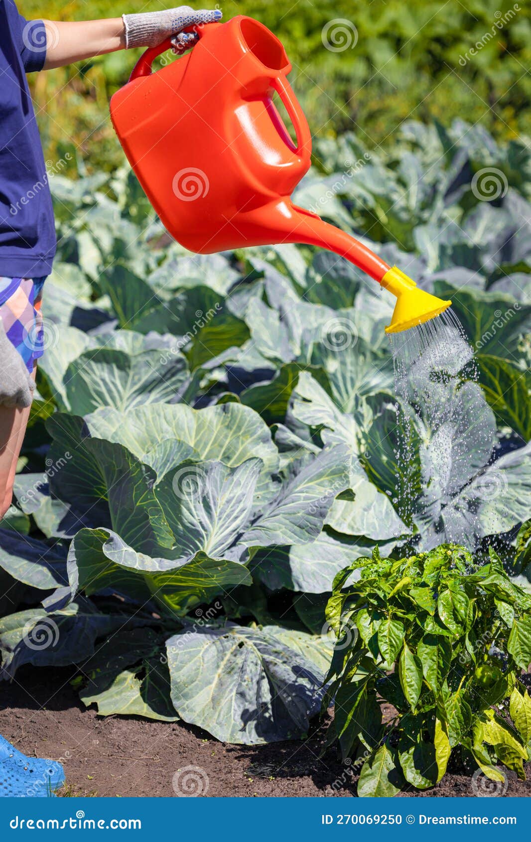 Man Watering Vegetables in the Garden from a Watering Can Stock Photo