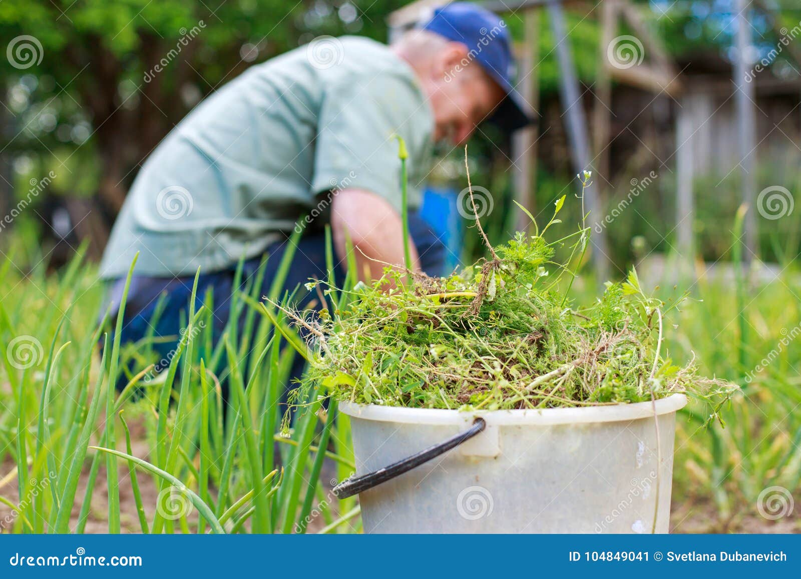 A man is weeding beds. stock image. Image of growing ...