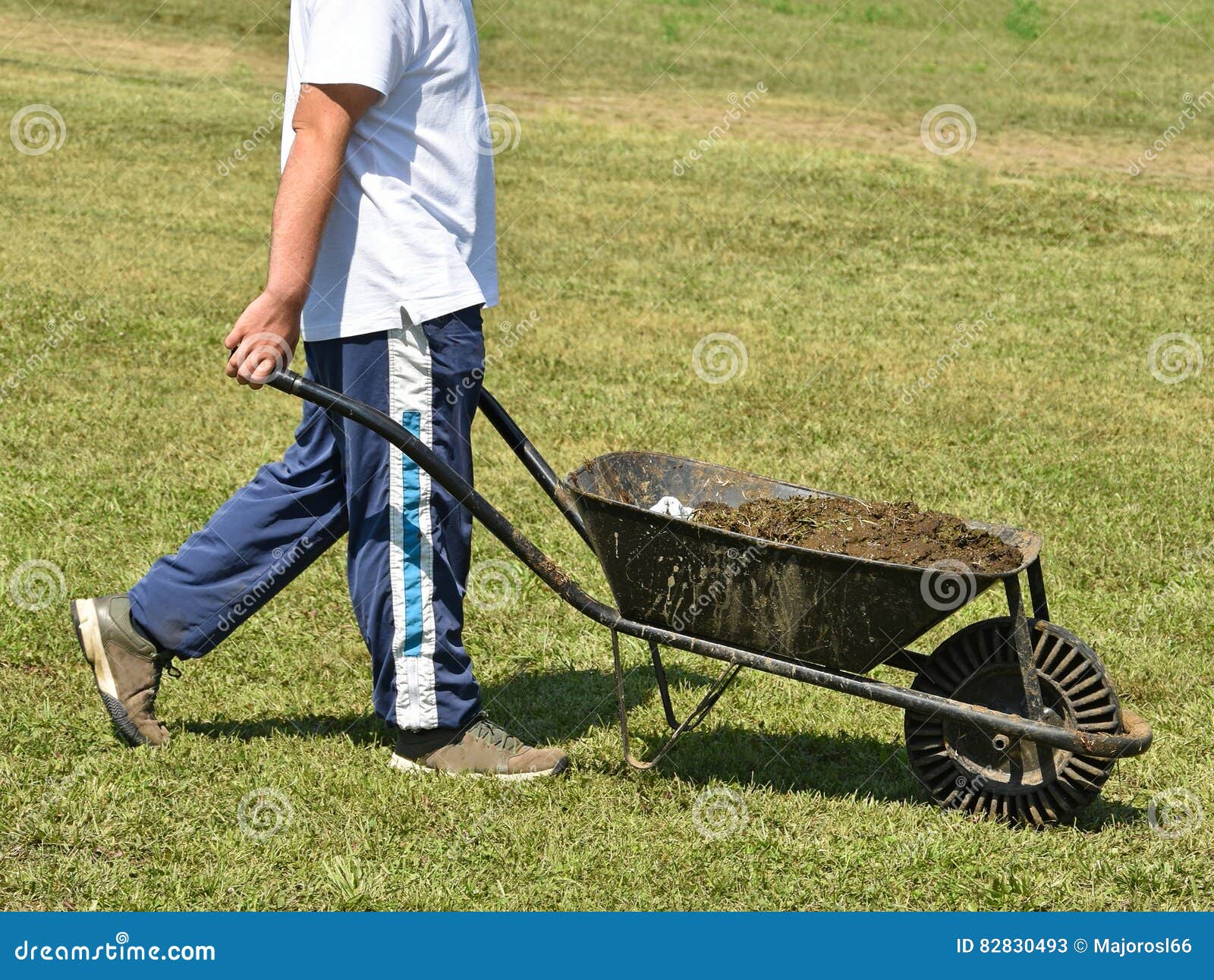 Man with Wheelbarrow Full of Manure Stock Image Image of adult