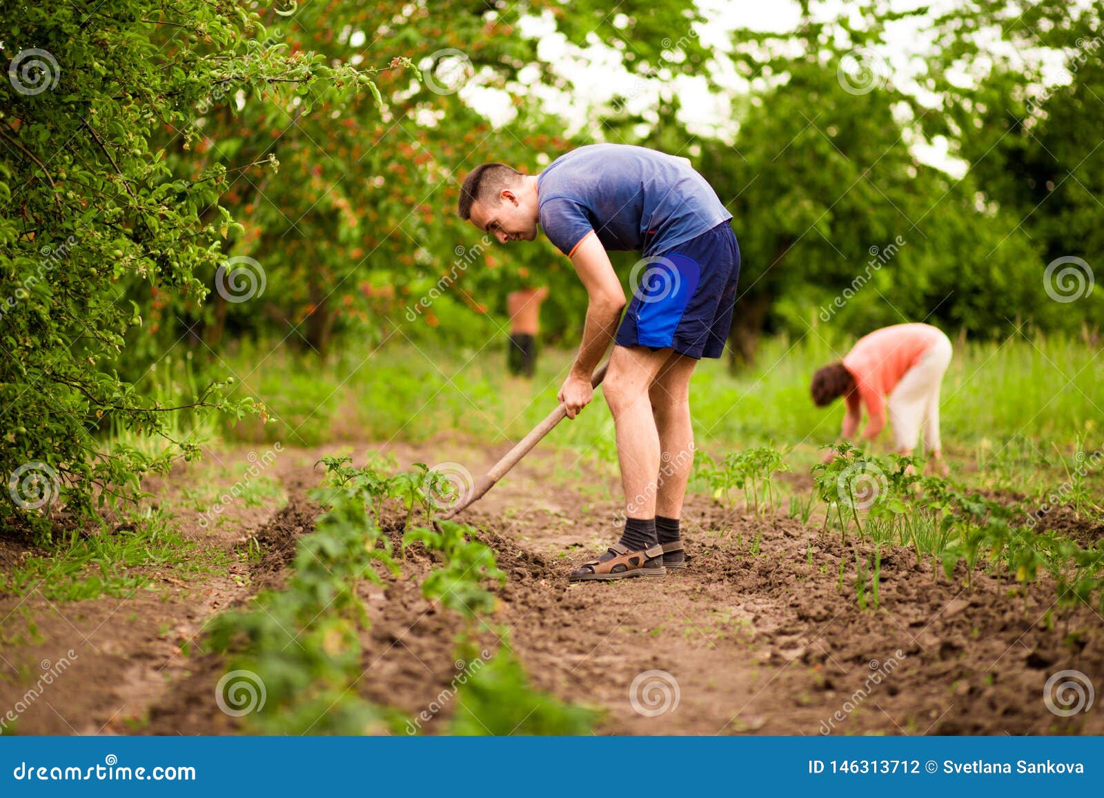 Man and Woman, Digging and Shoveling in Garden, Work in Backyard Stock ...