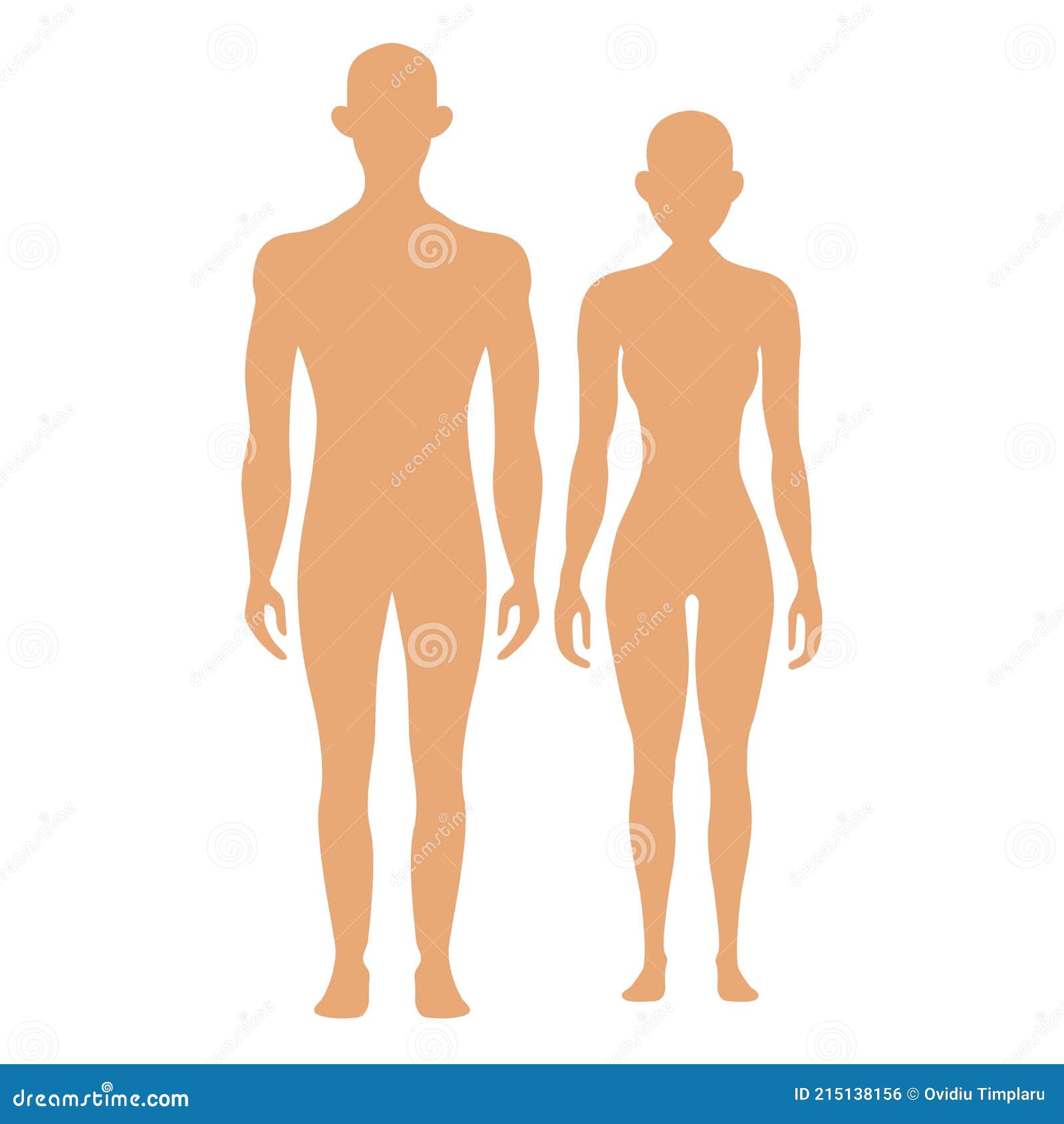 Back and front silhouettes of female human body. Anatomy. Medical
