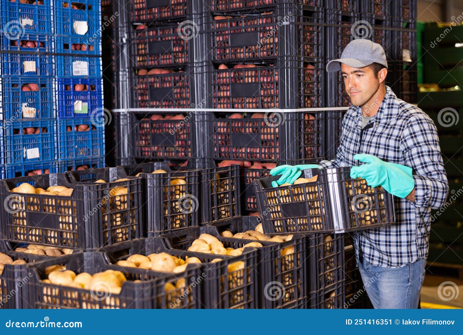 Worker Stacking Crates of Potatoes in Warehouse Stock Image Image of