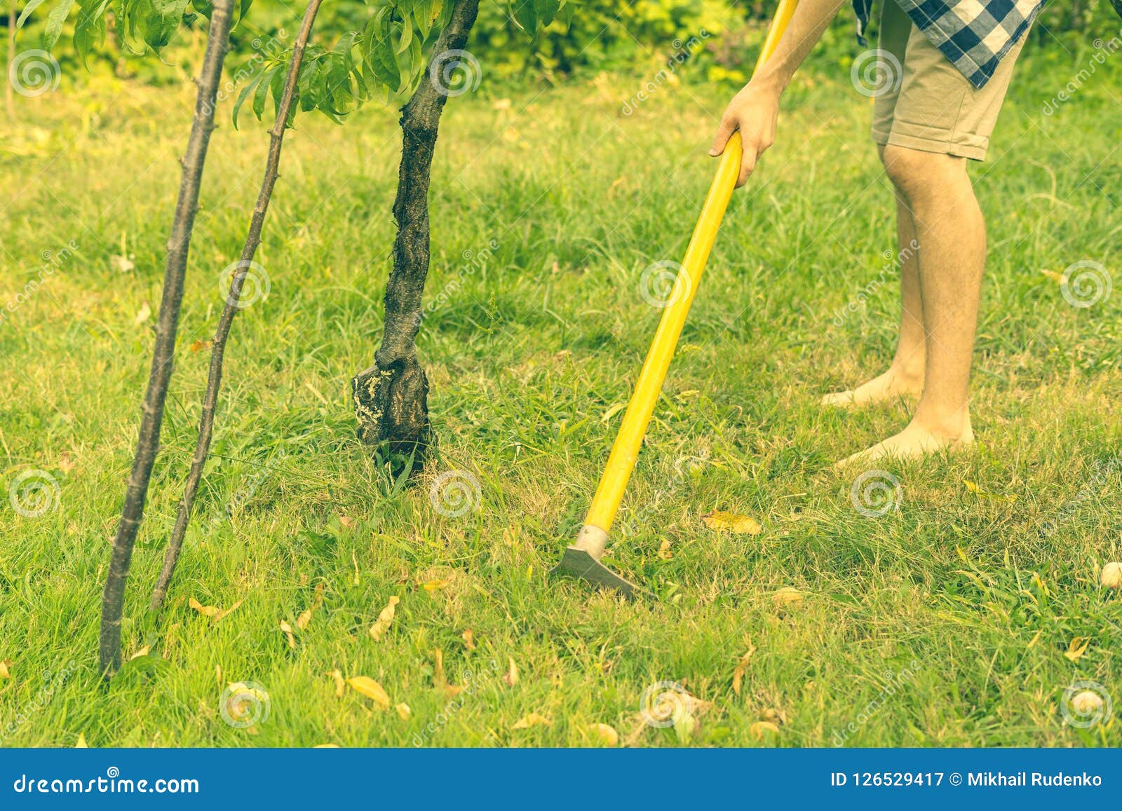 Man Working with Hoe in Garden Under Tree on Lawn a Stock Image - Image ...